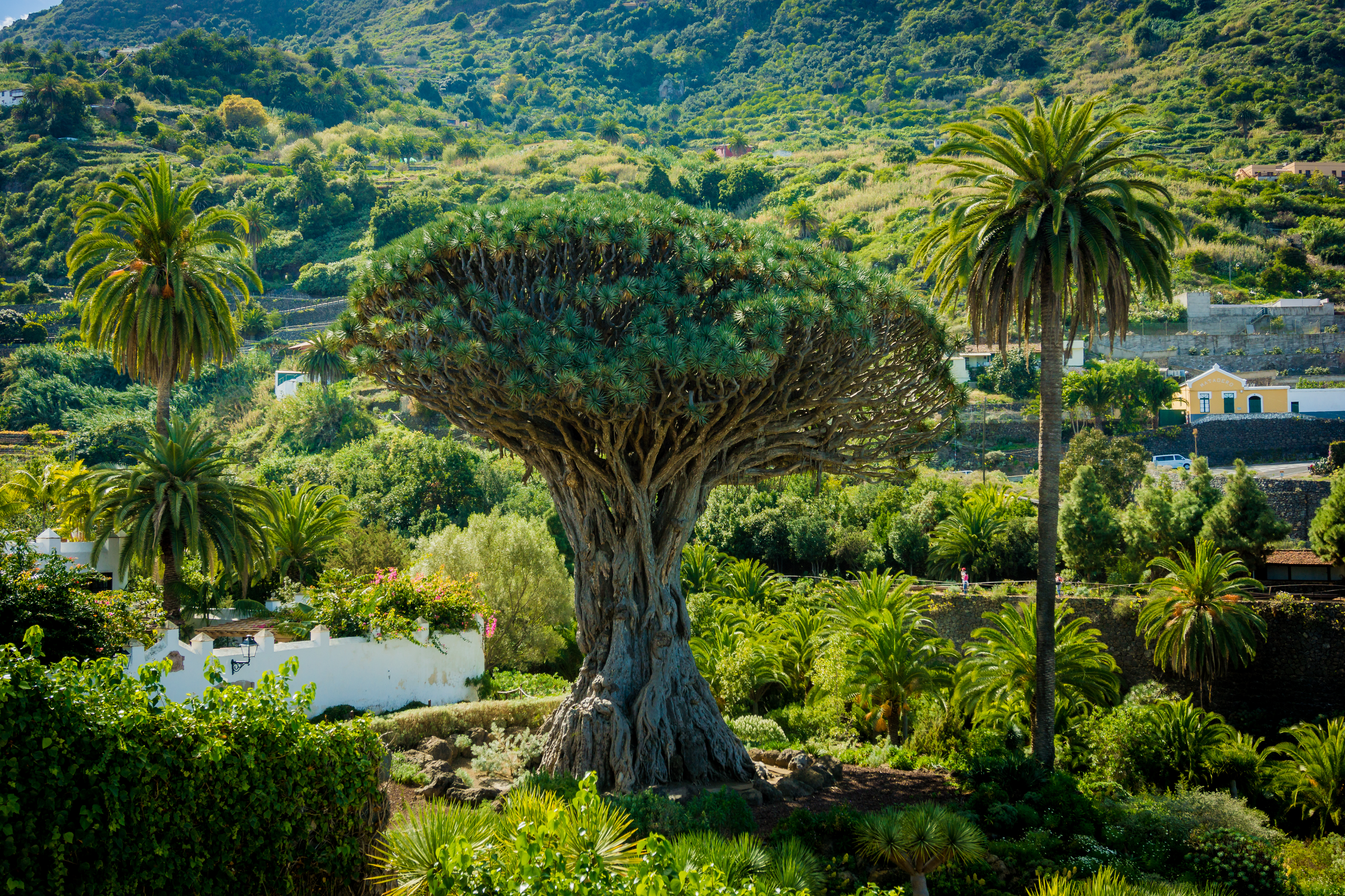 Det ikoniske og årtusindgamle Drago Milenario dragetræ i Icod de los Vinos på Tenerife, Kanarieøerne, med grønne bjerge og palmer