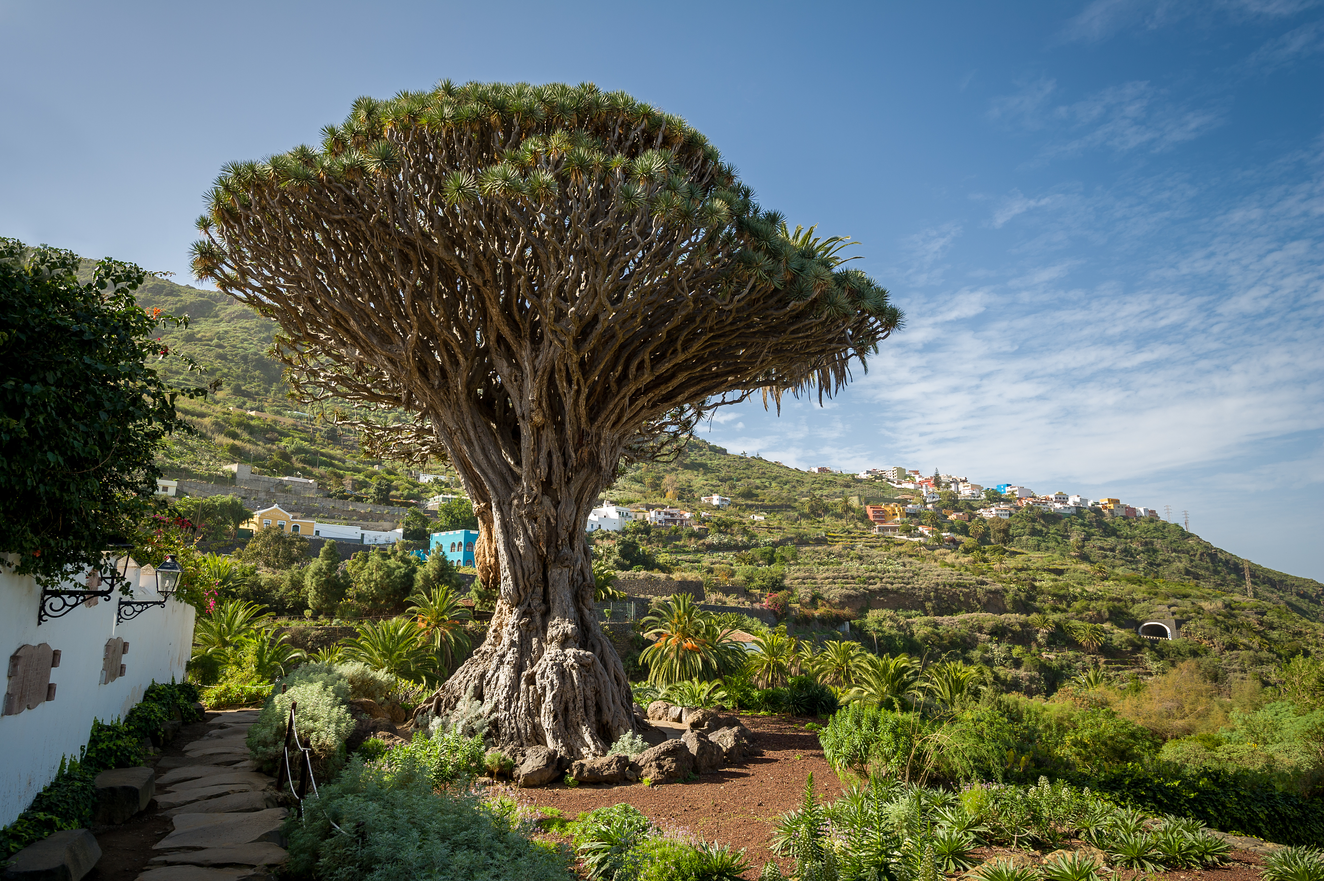 Ikonisk dragetræ vartegn på Tenerife Spanien omgivet af frodig tropisk vegetation og bjerge