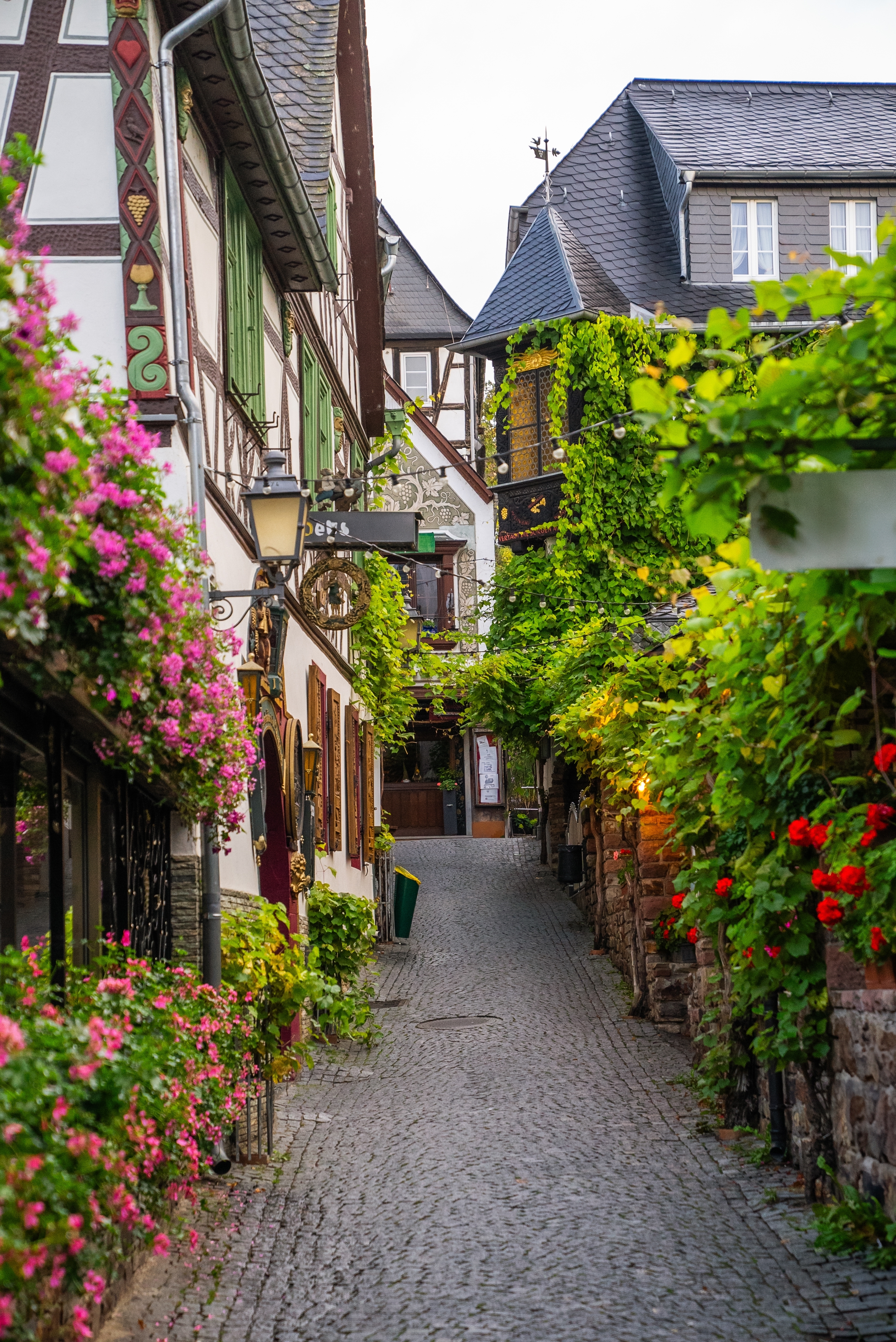 Idyllisk sommer i Drosselgasse, Rüdesheim am Rhein, med brolagte stier, lyserøde blomster og grønne vinranker på historiske bygninger