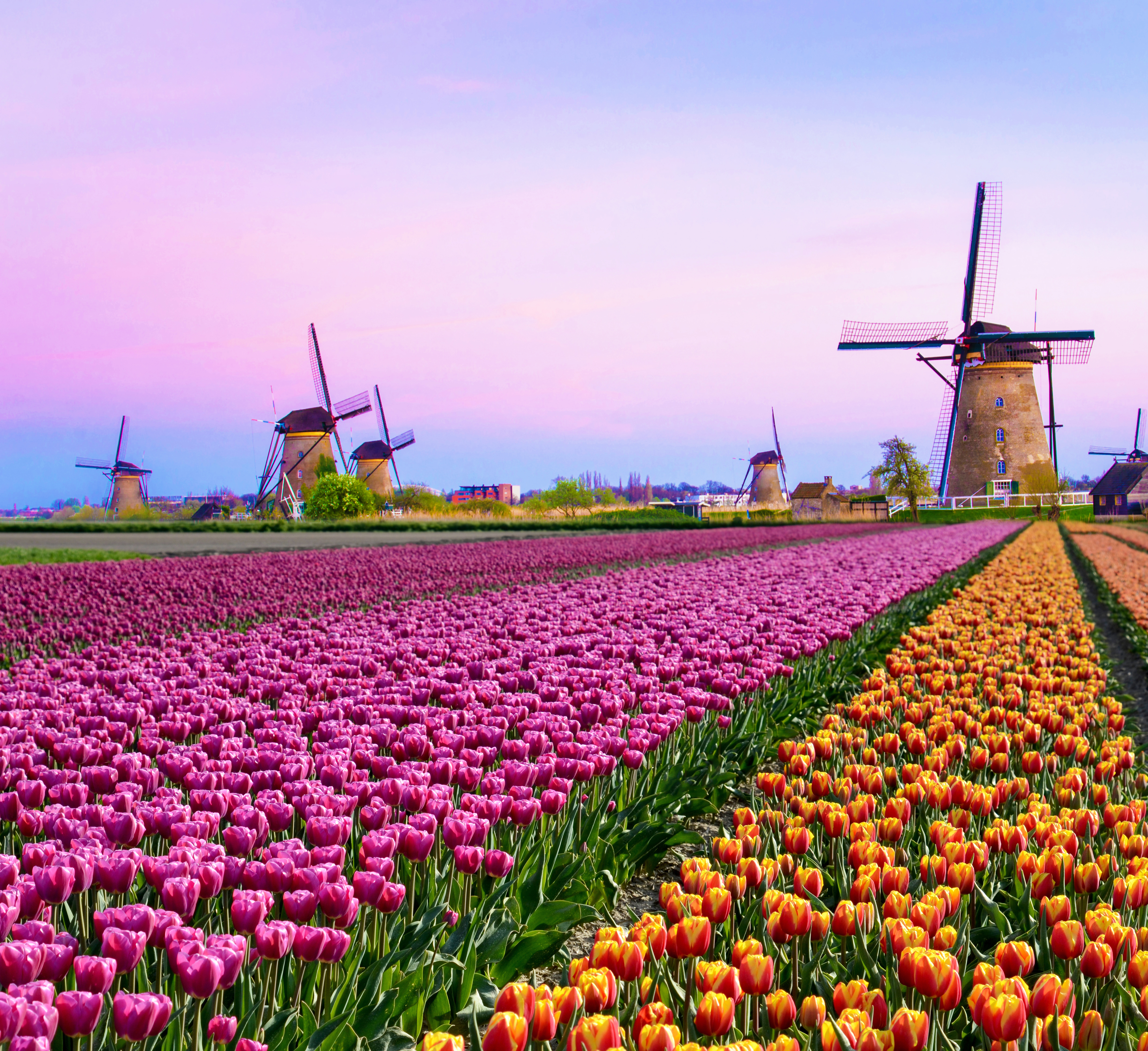 Hollandske tulipaner og vindmøller ved solnedgang - populær rejsedestination