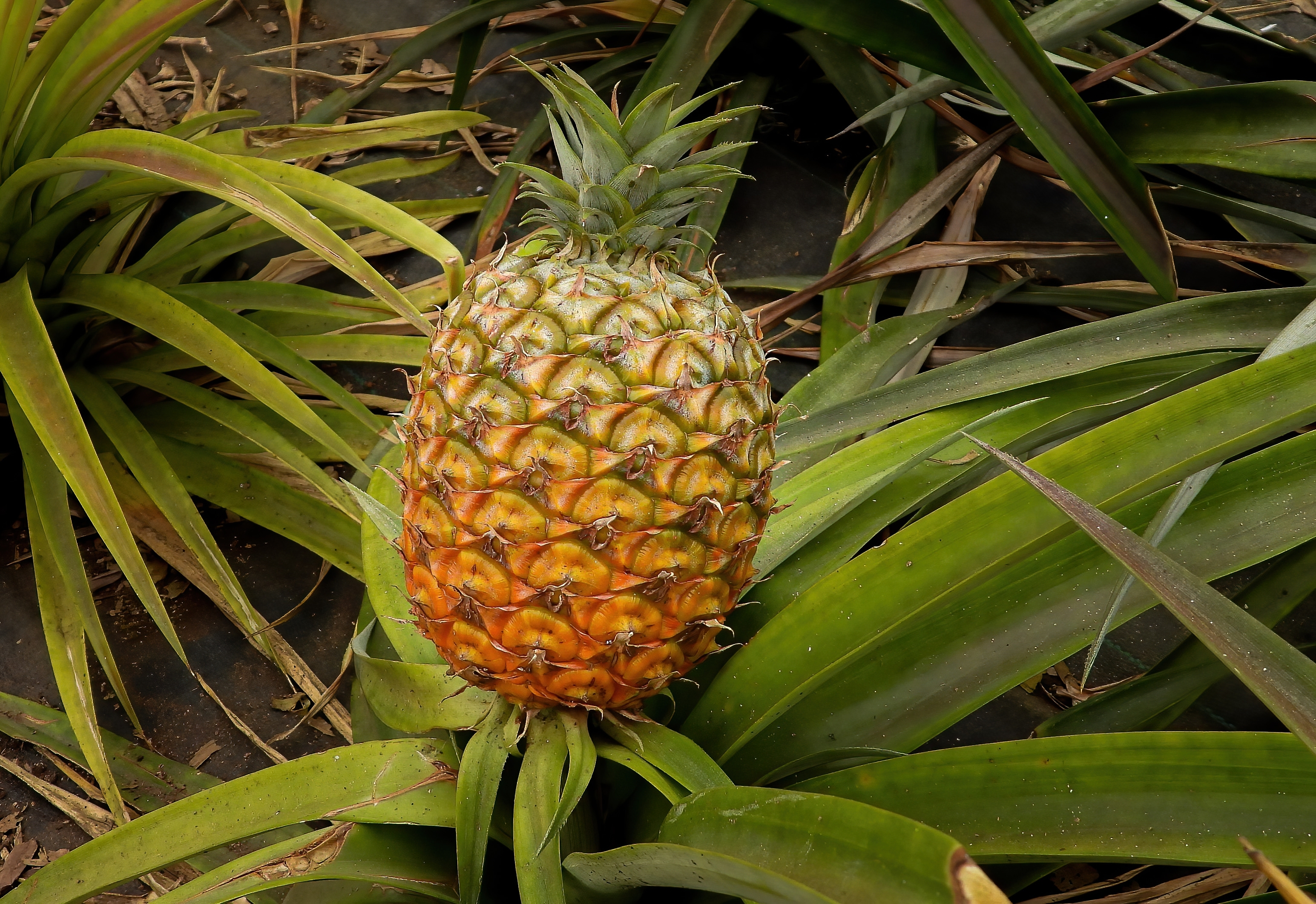 Eksotisk ananas frugt der gror naturligt paa Sao Miguel Azorerne