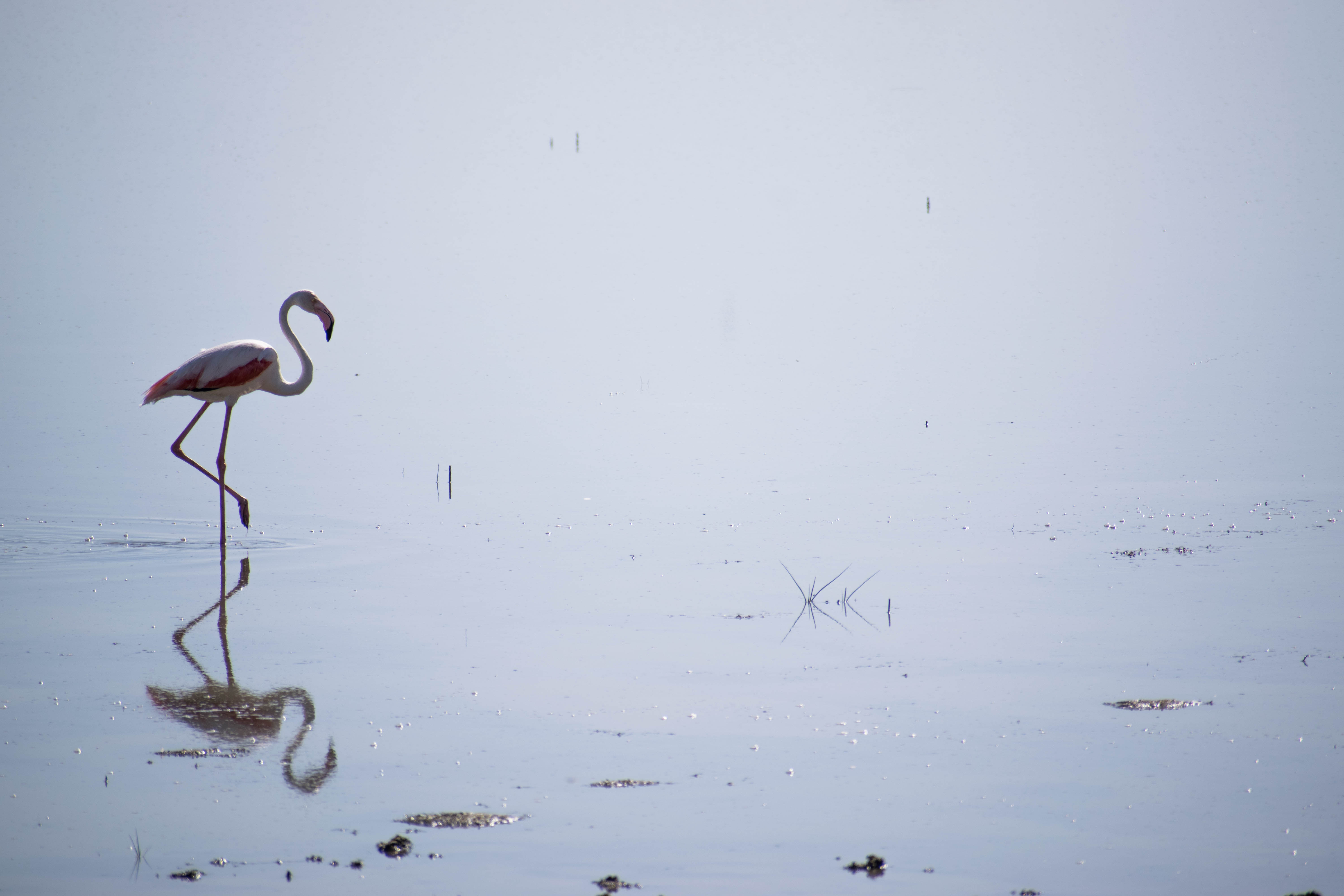 Eksotisk flamingo i sumpområde med spejlblankt vand