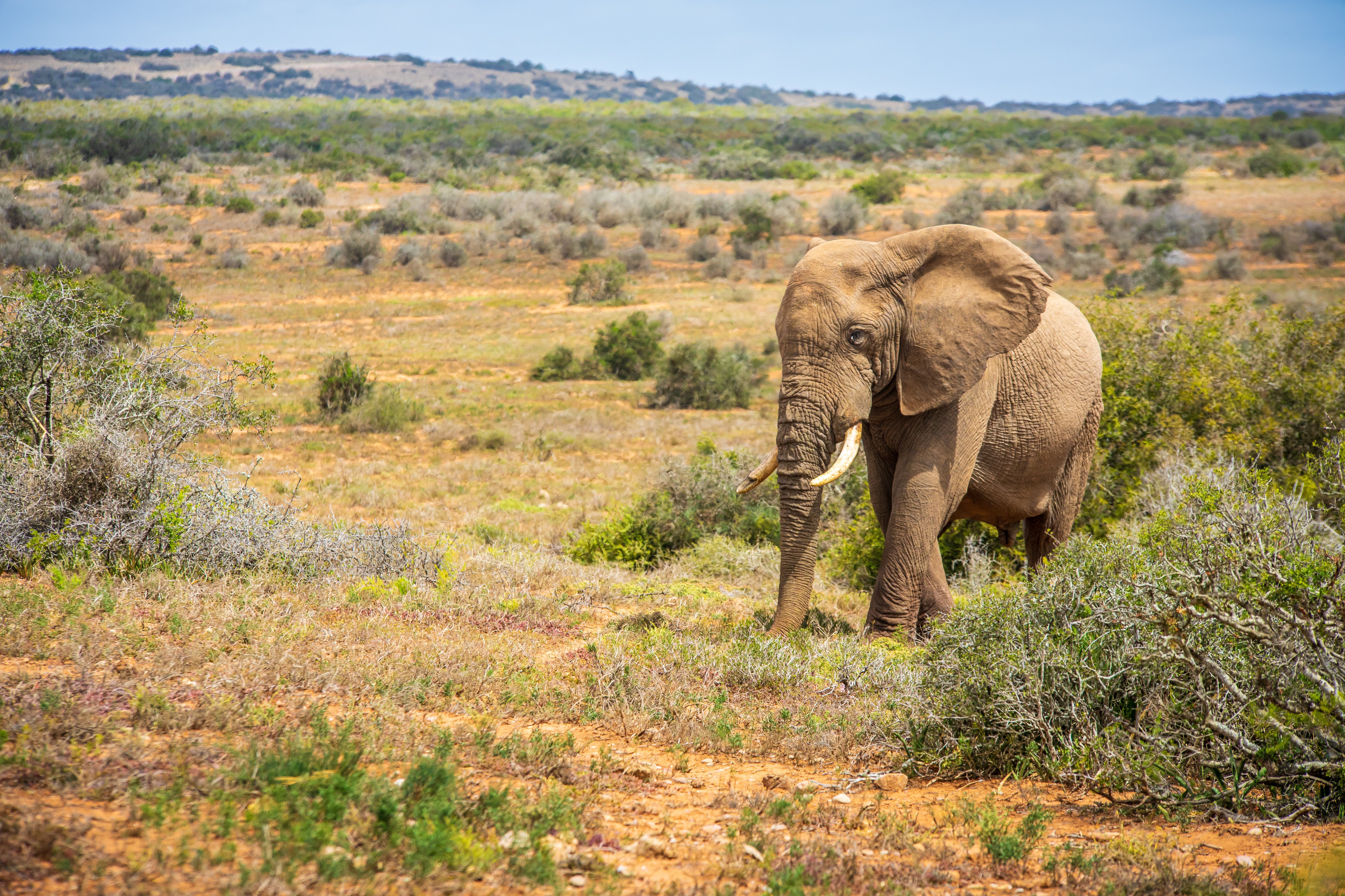 Nærbillede af en stor afrikansk elefant i det åbne savannelandskab ved Addo Elephant National Park i Sydafrika