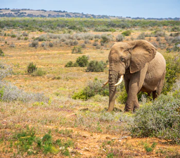 Nærbillede af en stor afrikansk elefant i det åbne savannelandskab ved Addo Elephant National Park i Sydafrika