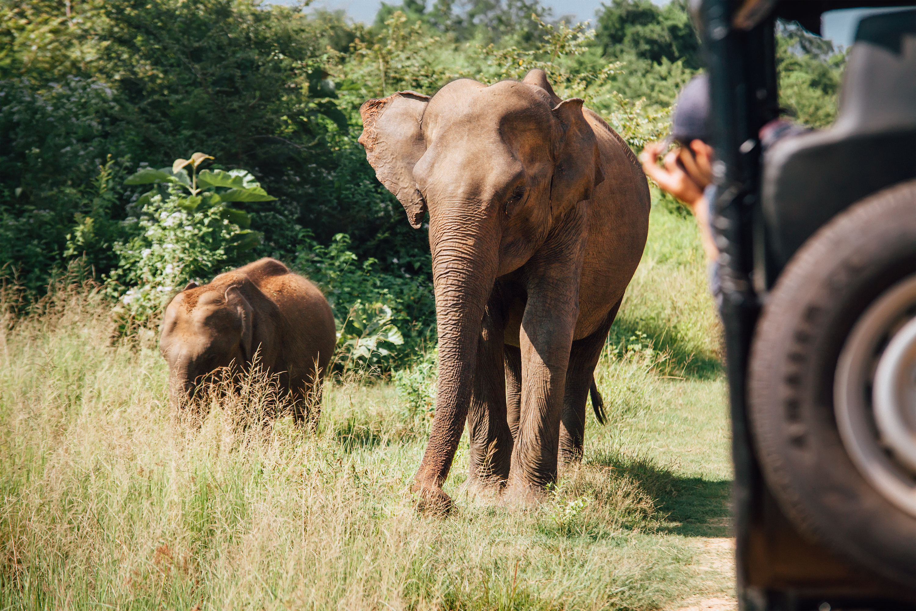 Elefant mor med unge på safari i Sri Lanka Yala nationalpark