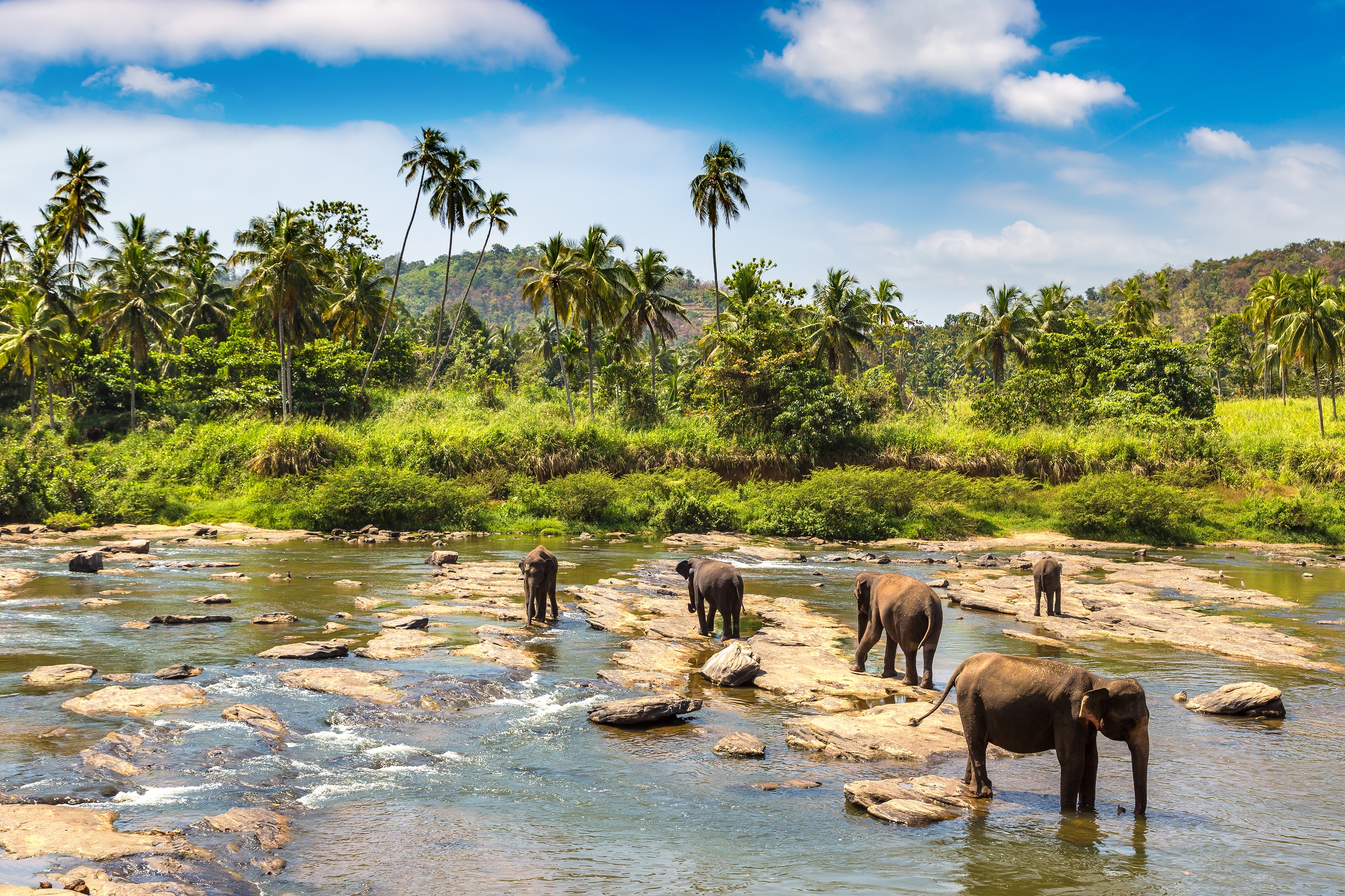 Elefanter tager et forfriskende bad i floden ved Pinnawela Wildlife Sanctuary i Sri Lanka, et must-see på rundrejsen