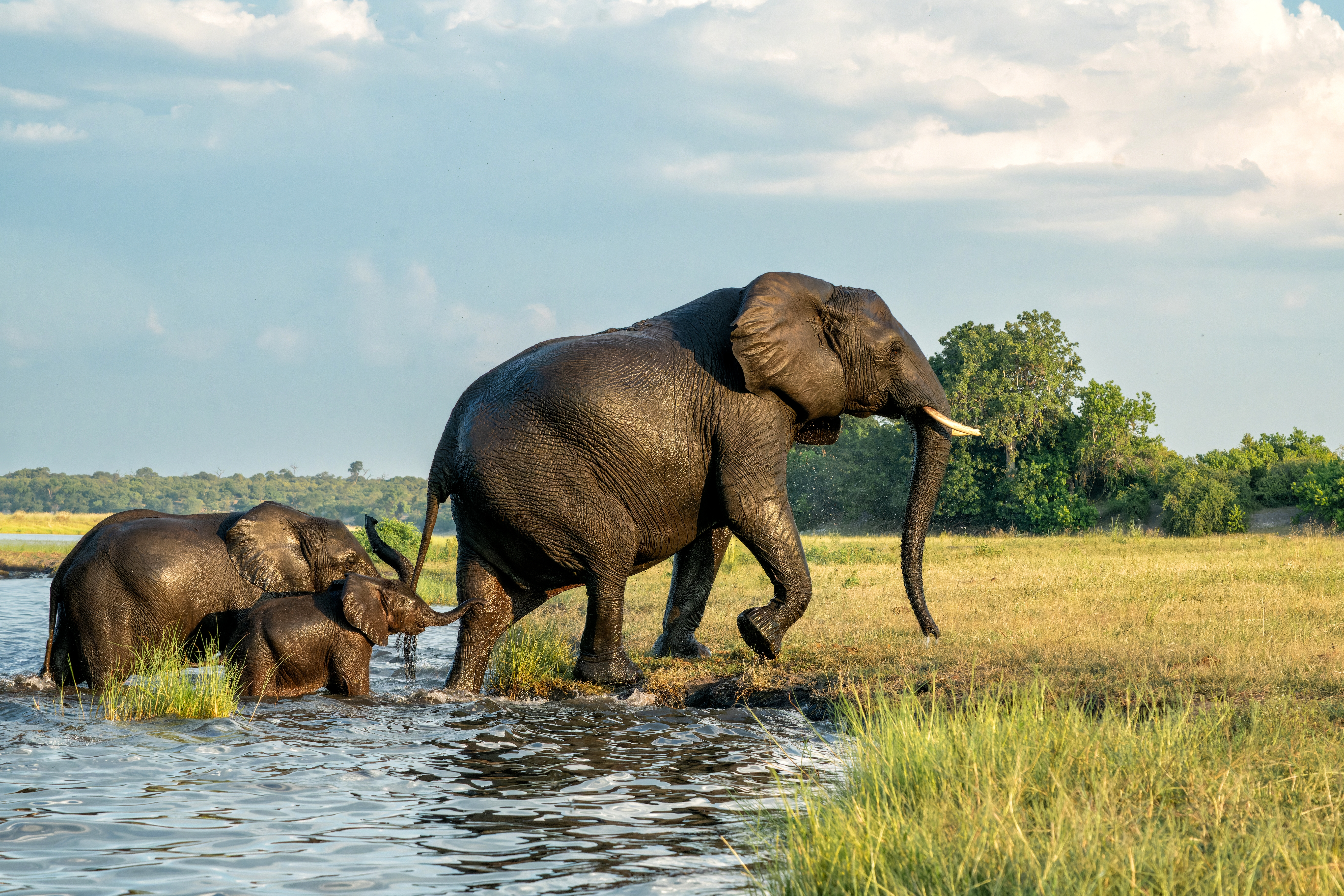 Tæt møde med elefanter der krydser Chobe-floden mellem Namibia og Botswana set fra en båd
