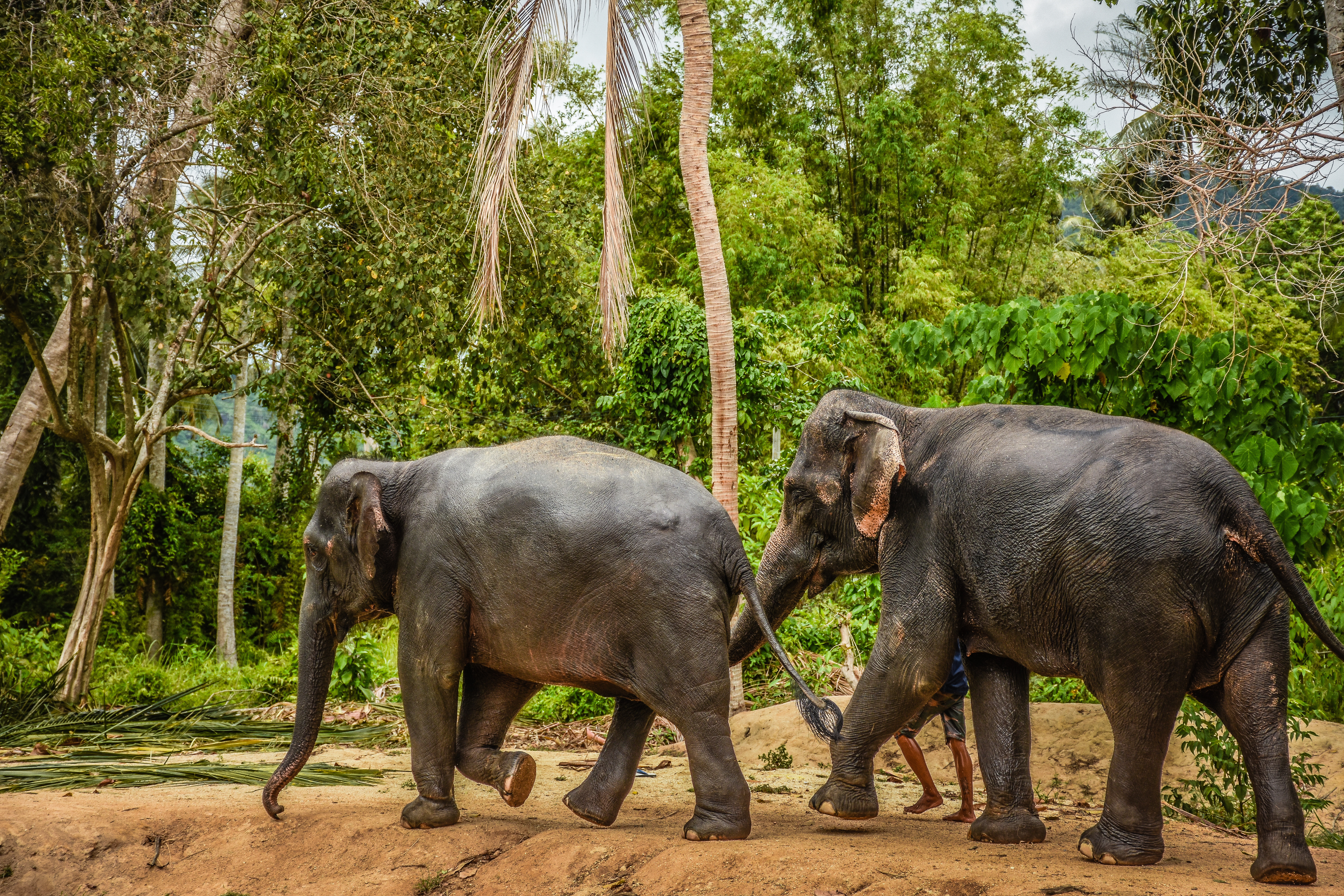 To asiatiske elefanter vandrer frit i det grønne junglelandskab ved et elefantsanktuar i Chiang Mai, Thailand