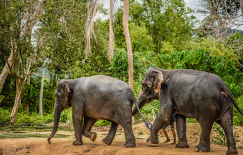 To asiatiske elefanter vandrer frit i det grønne junglelandskab ved et elefantsanktuar i Chiang Mai, Thailand