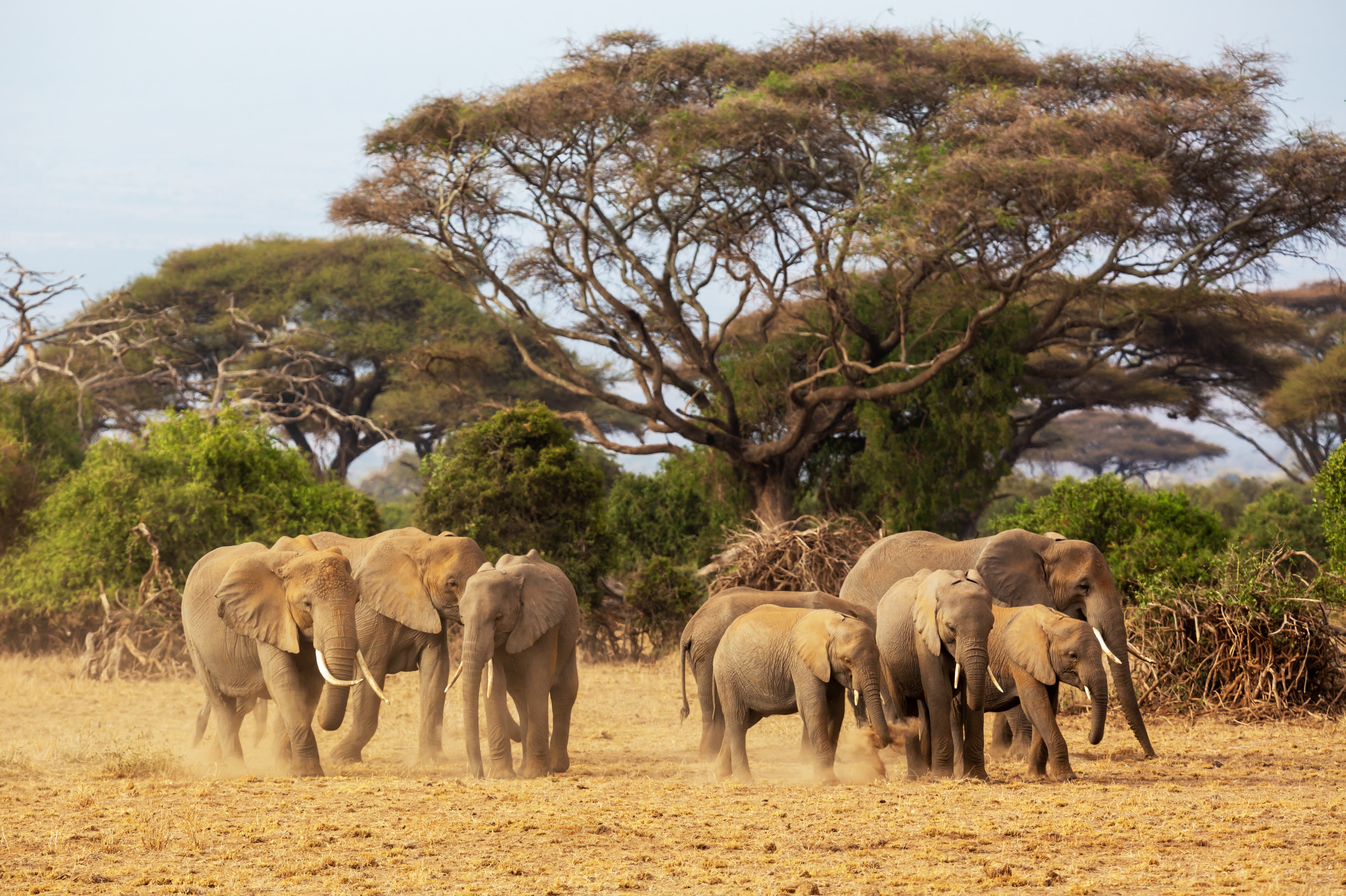 Majestetisk flok afrikanske elefanter på den afrikanske savanne i Amboseli Nationalpark, Kenya