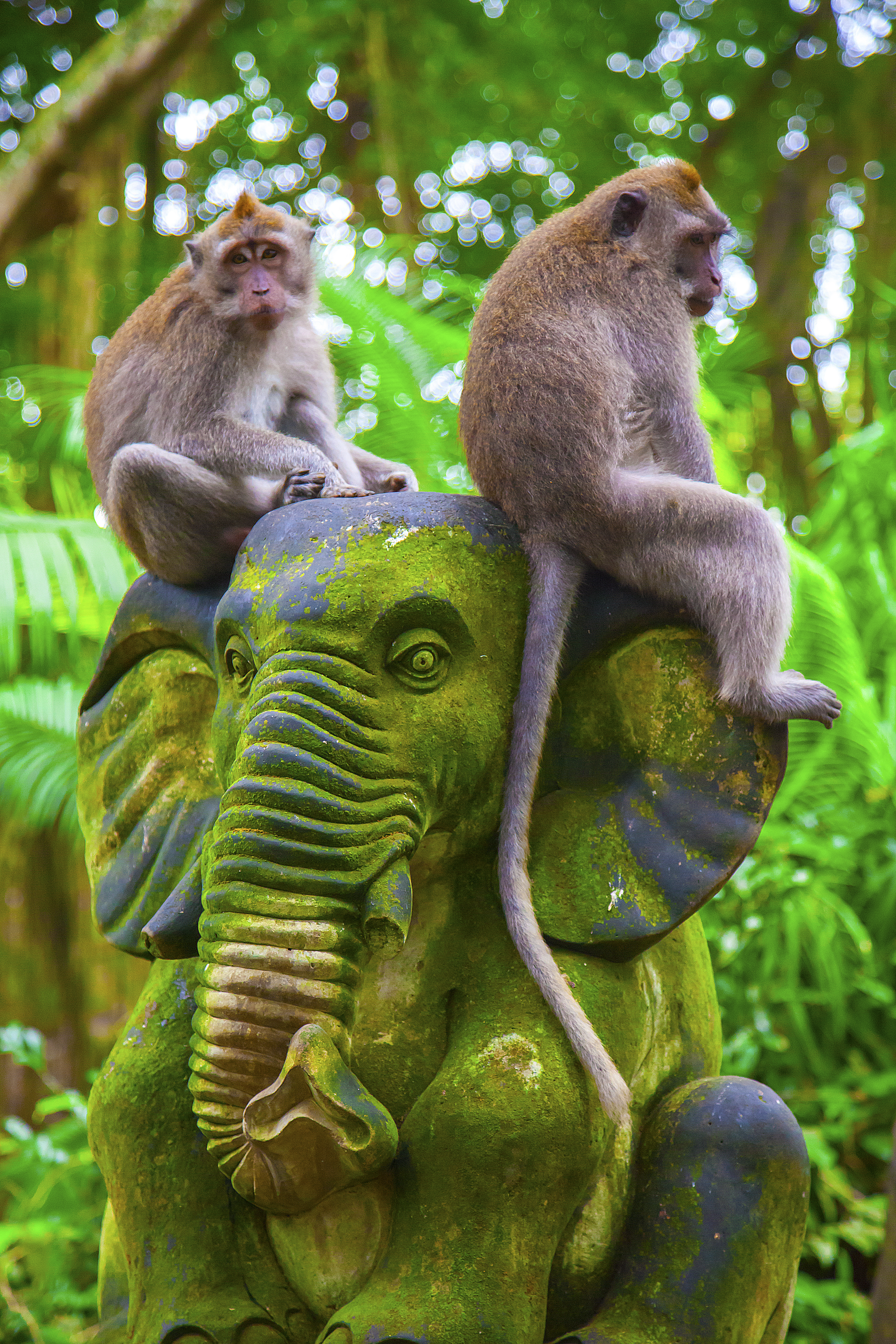 Langhalede macaque-aber sidder på en elefantstatue i den frodige Ubud Monkey Forest på Bali.