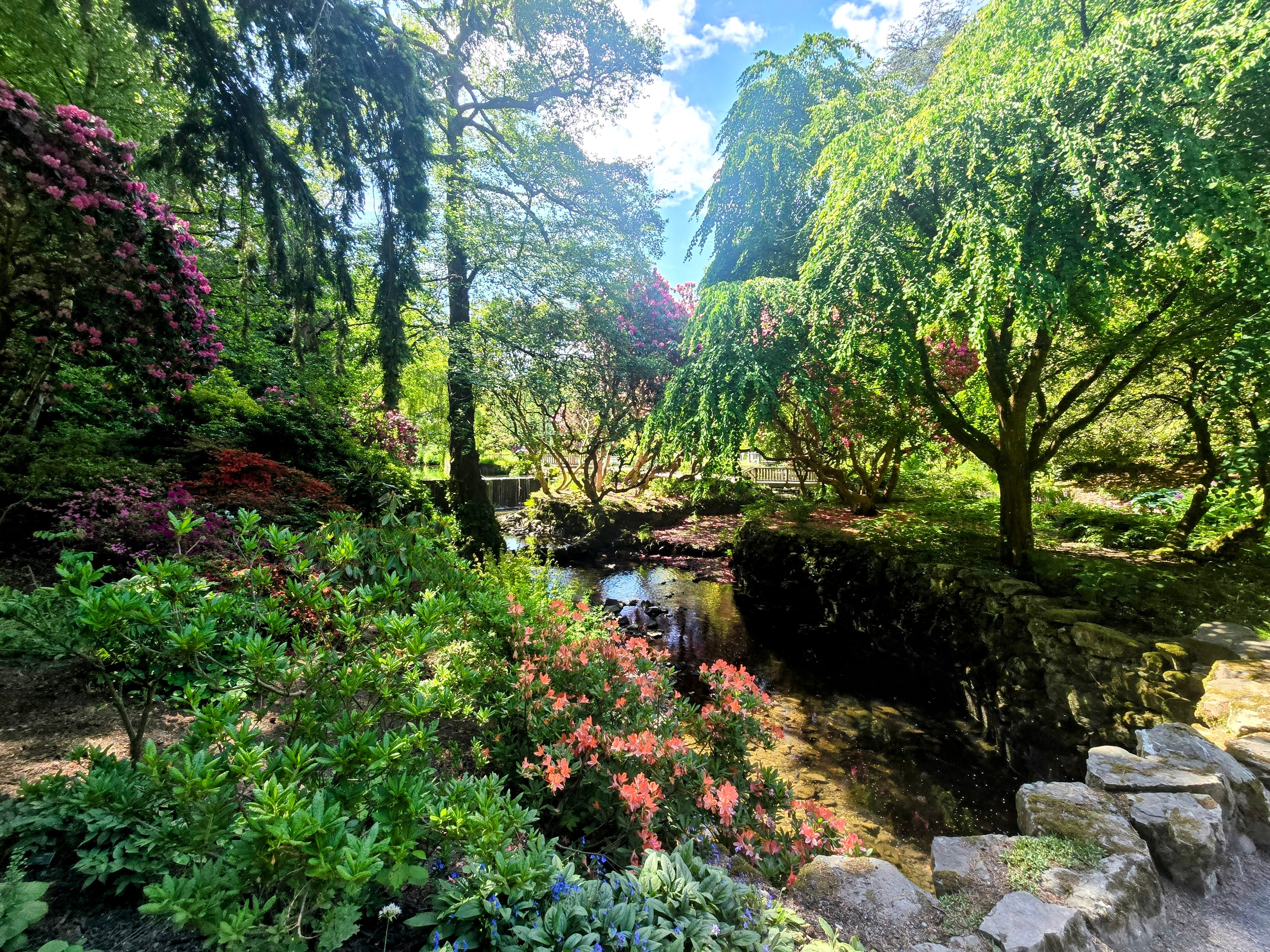 Engelsk park i foråret med blomstrende buske ved dam