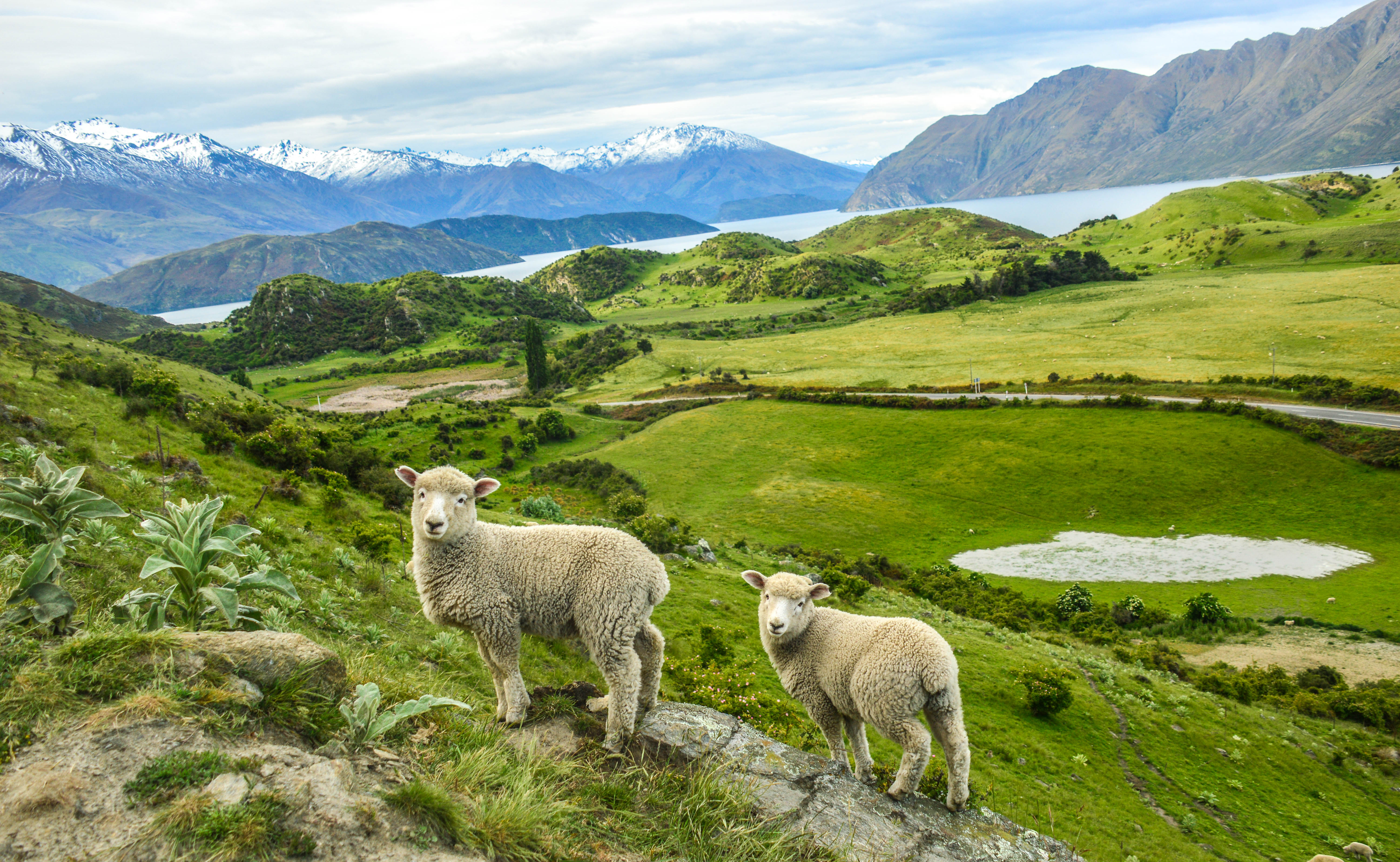 Pittoresk udsigt med får på grønne bakker og Wanaka søen i baggrunden, New Zealand