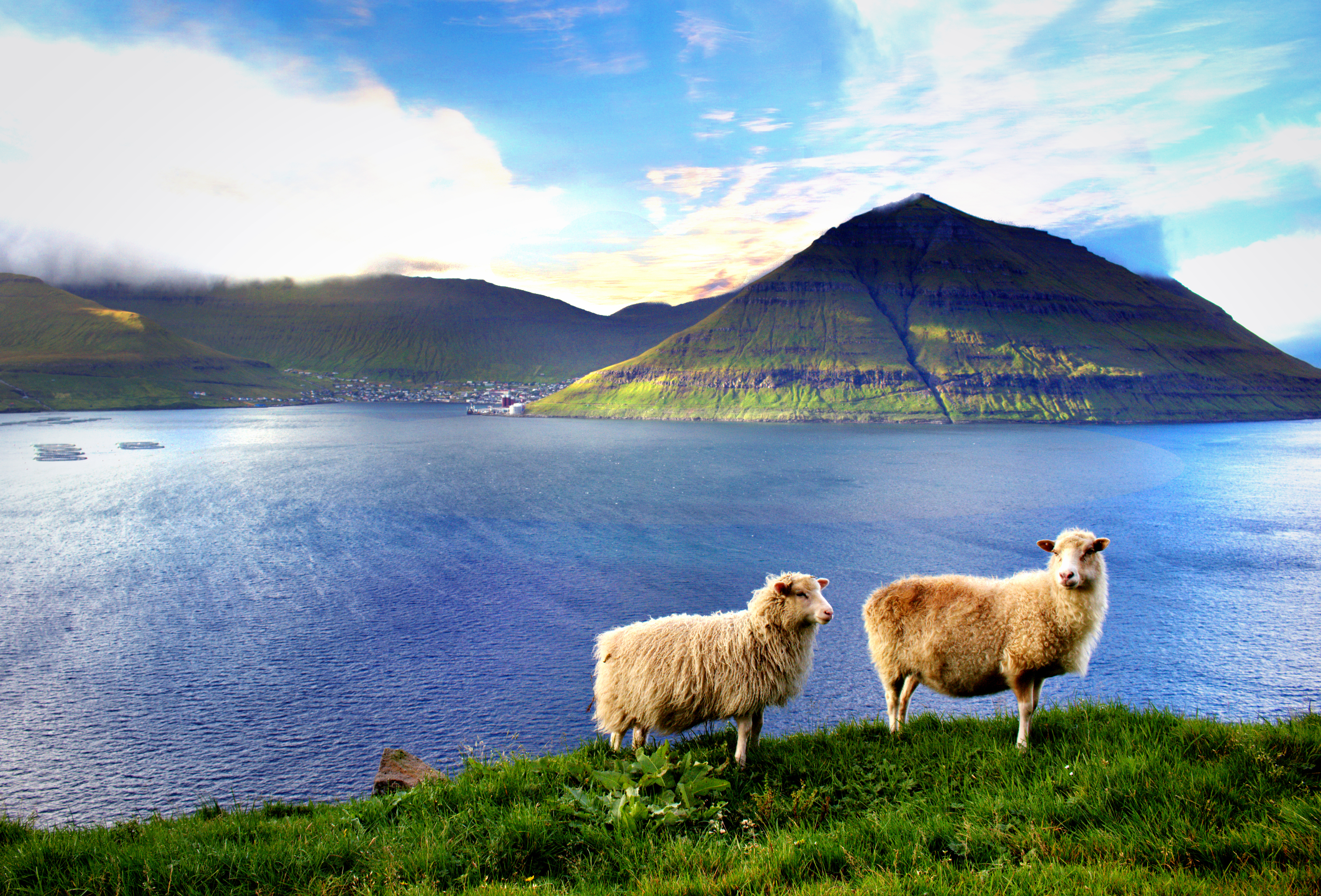 To fredelige får på Færøerne med panoramaudsigt over blå fjord og grønne bjerge under skyfyldt himmel