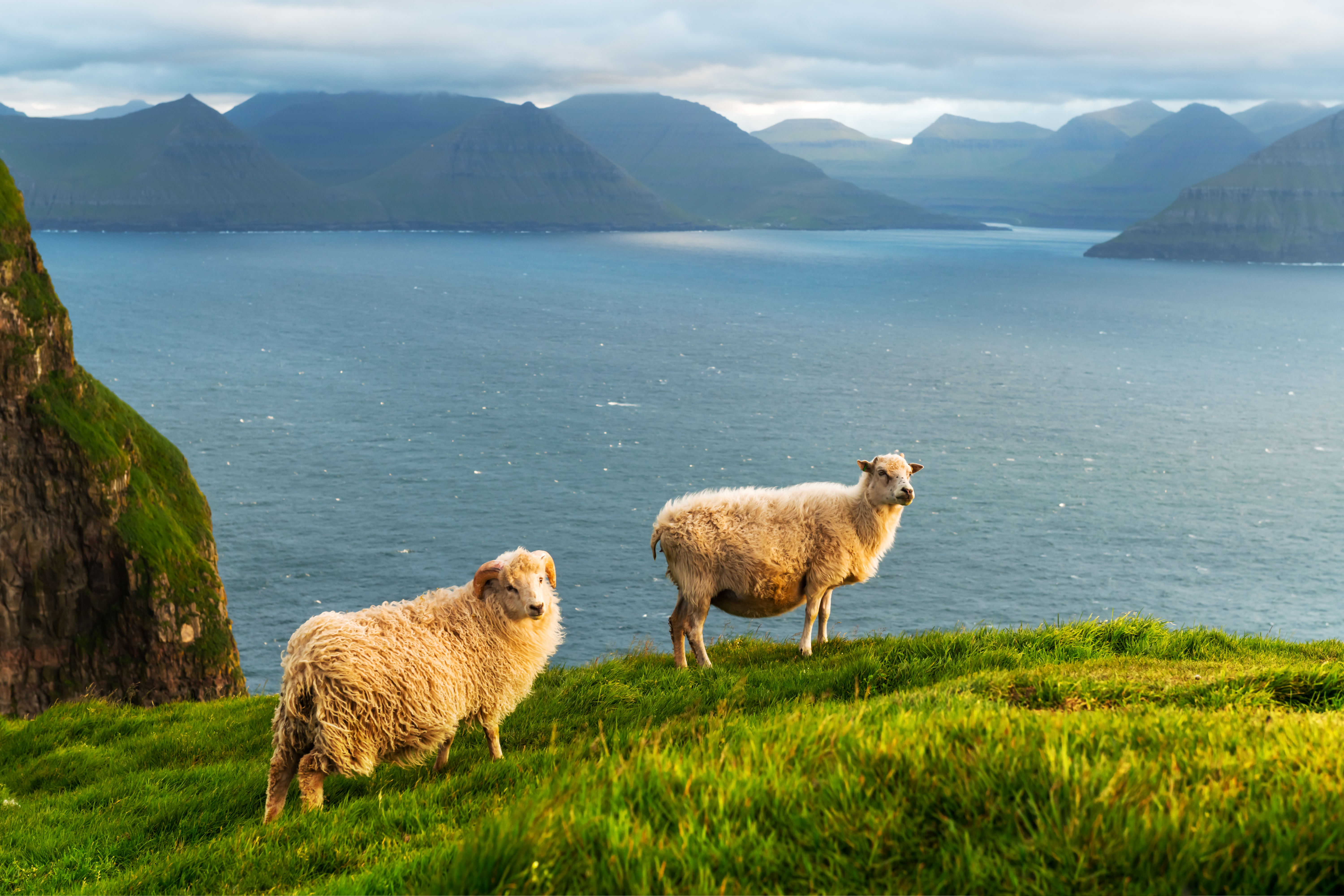 To får på Kalsoy ø med spektakulær udsigt over fjorde og bjerge