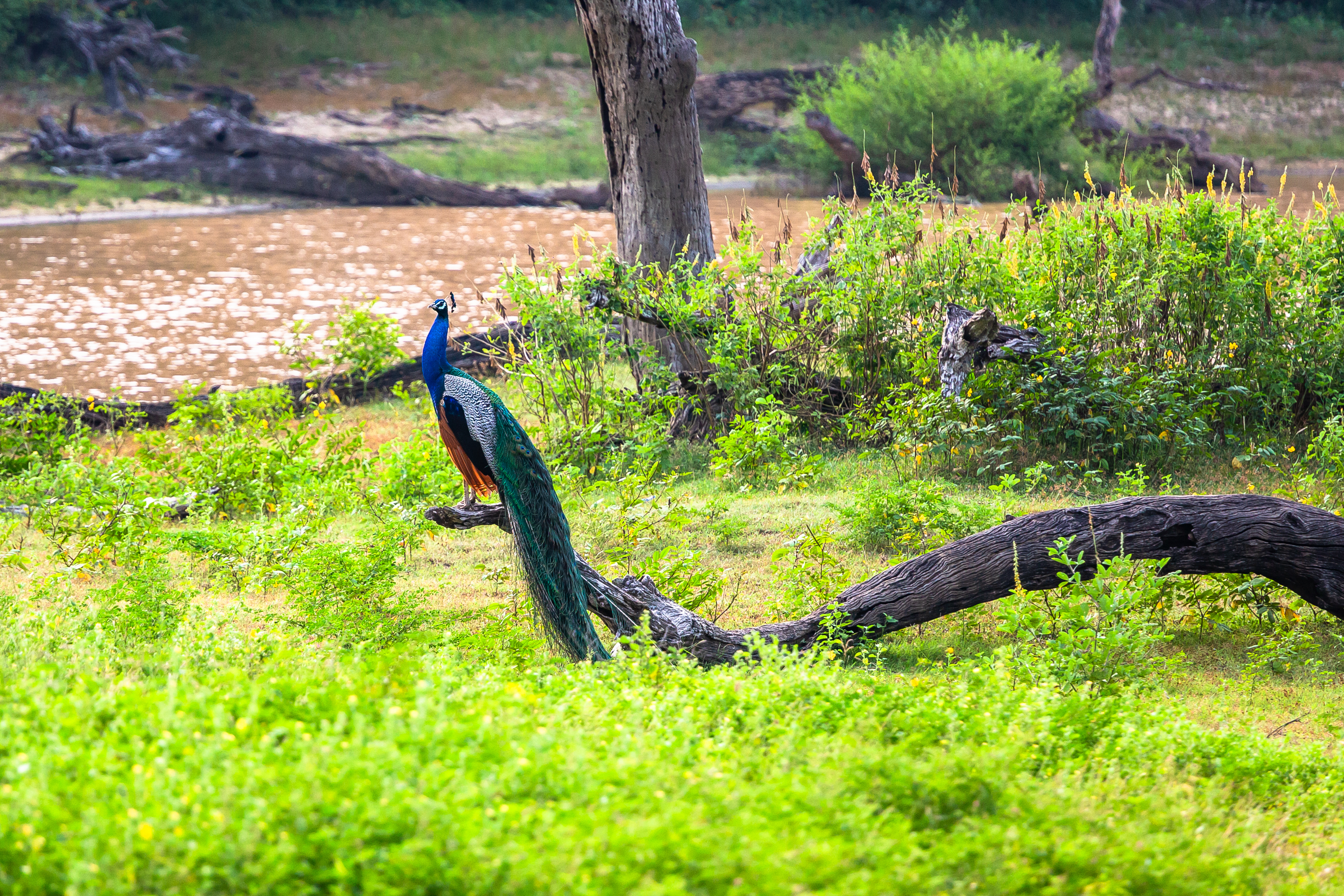 Farverig påfugl på wildlife safari i Sri Lanka siddende på dødt træ