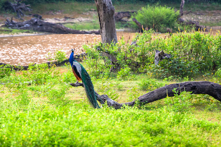 Farverig påfugl på wildlife safari i Sri Lanka siddende på dødt træ