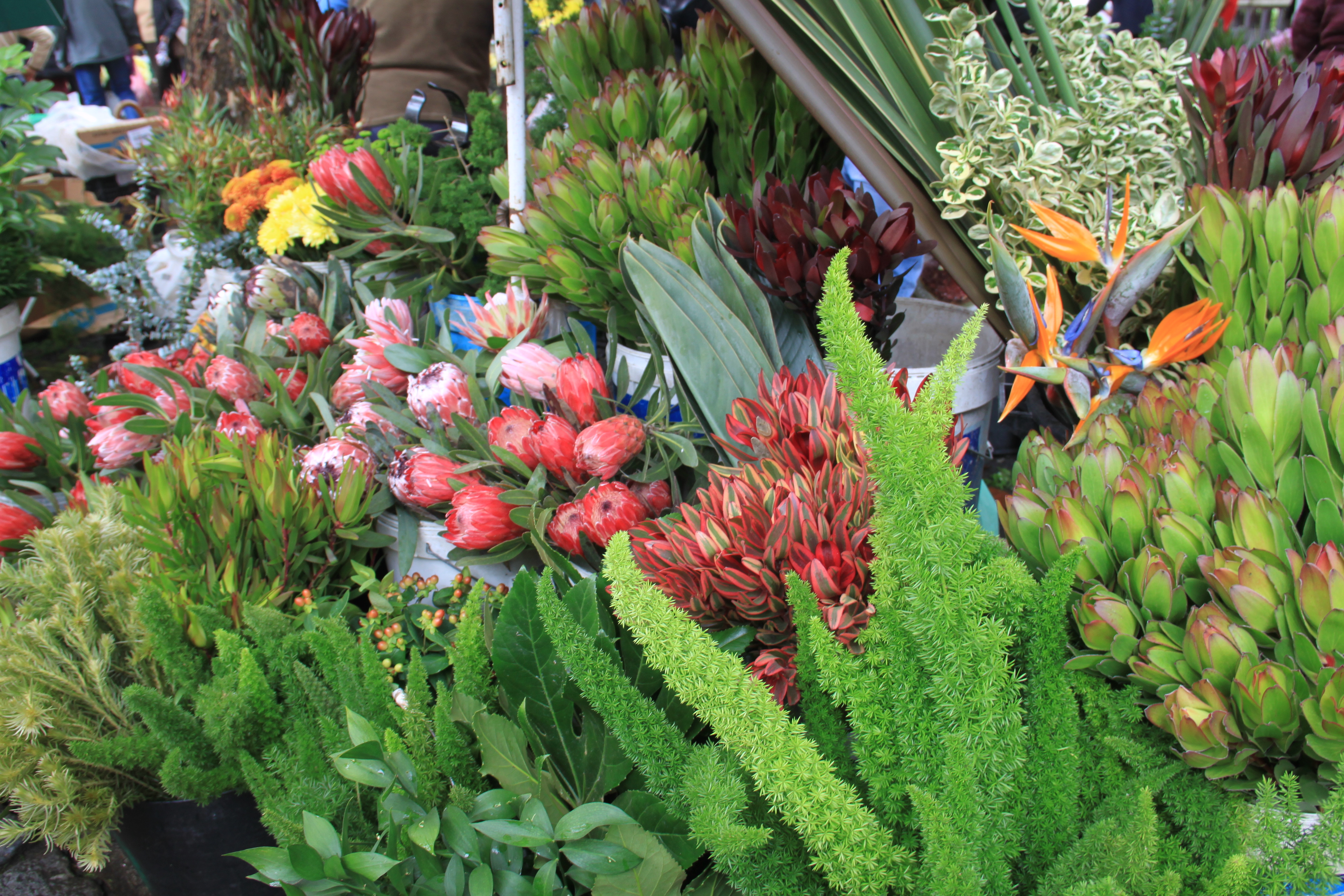 Farverigt marked med eksotiske protea blomster og tropiske planter i smukke røde og grønne farver