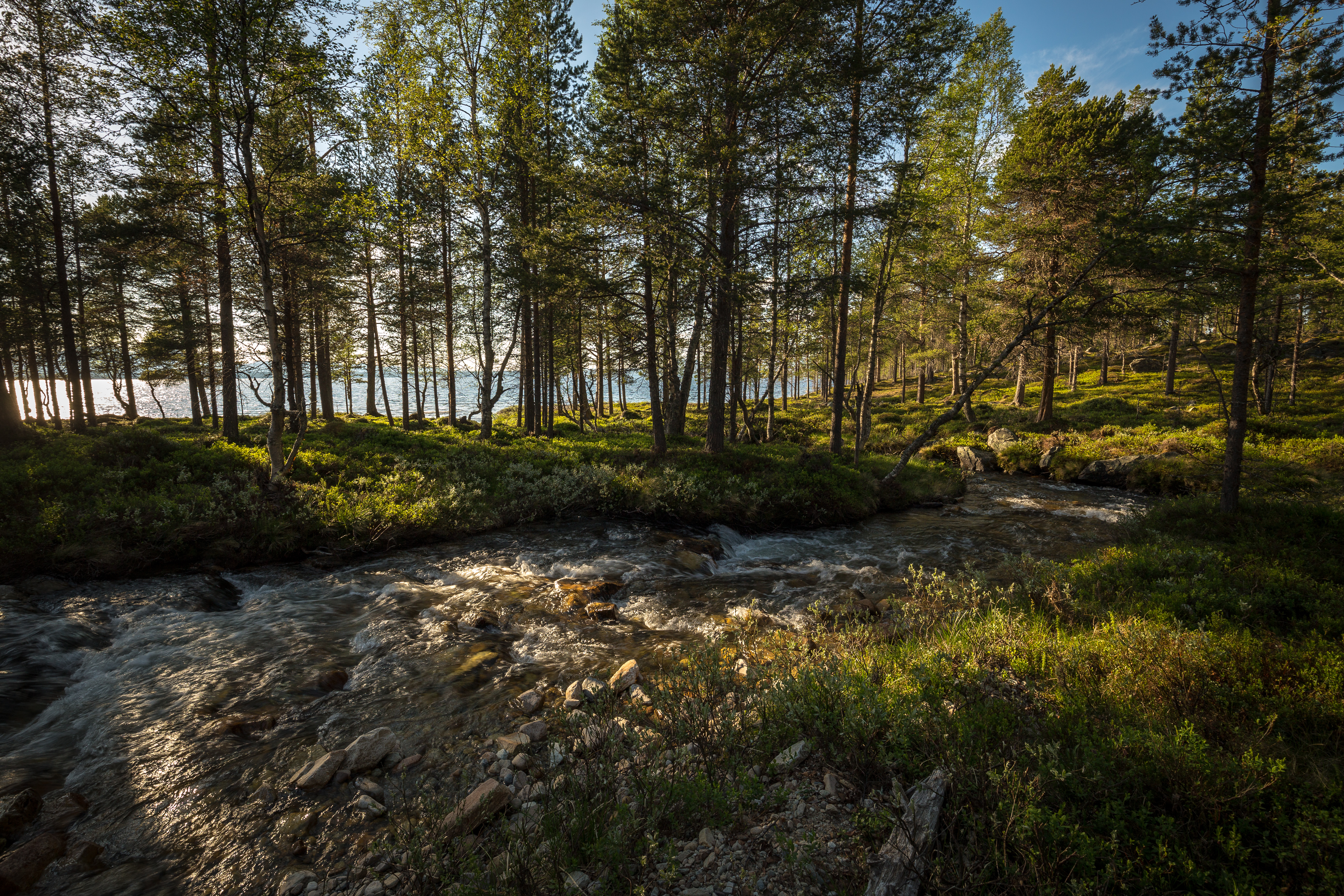Fredelig taigaskov med rindende vand i Femunden området Norge