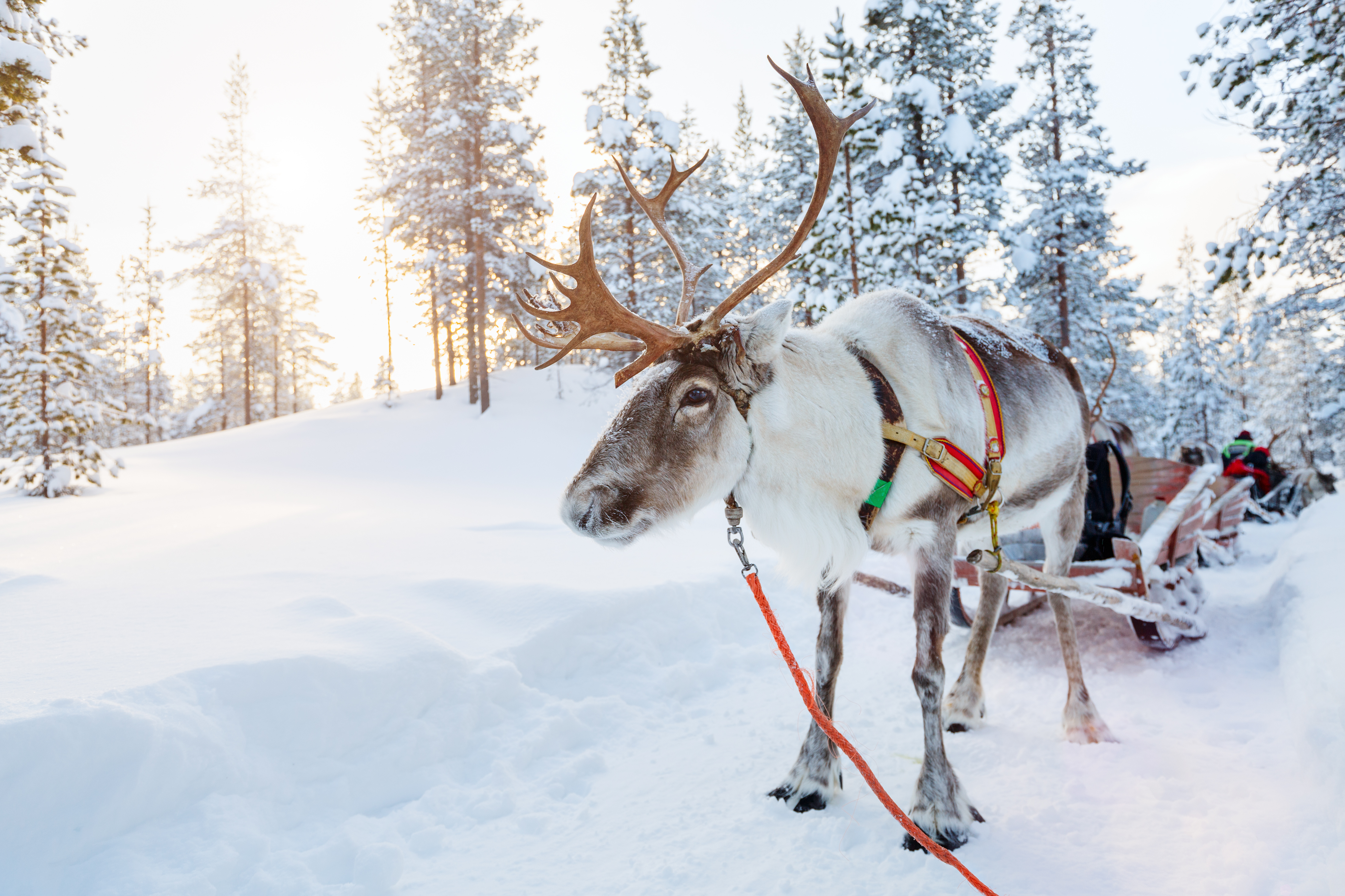 Finland rensdyr slæde tur gennem snedækket nordisk skov
