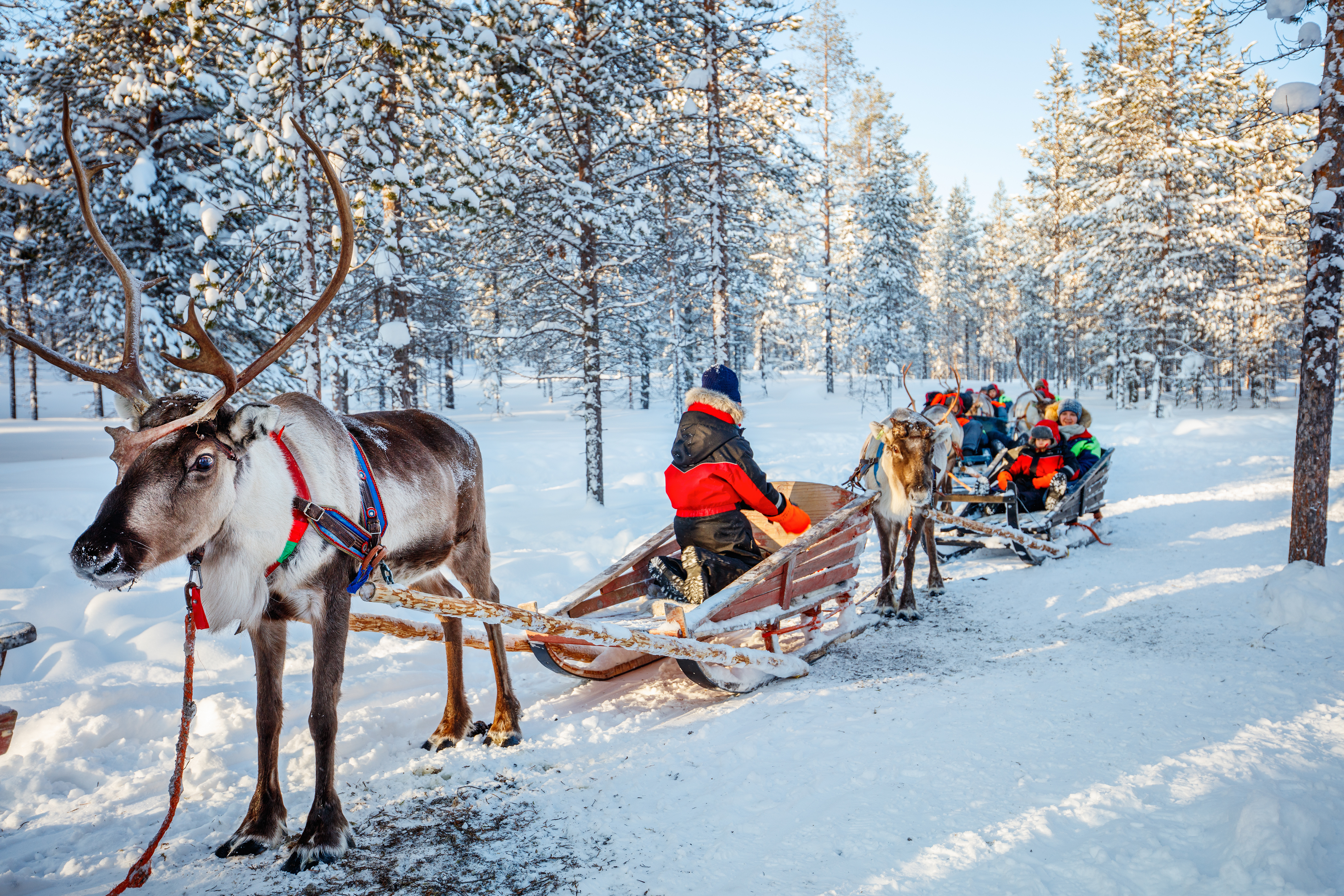 Børn og familie på traditionel renskælketur i Finlands vinterland