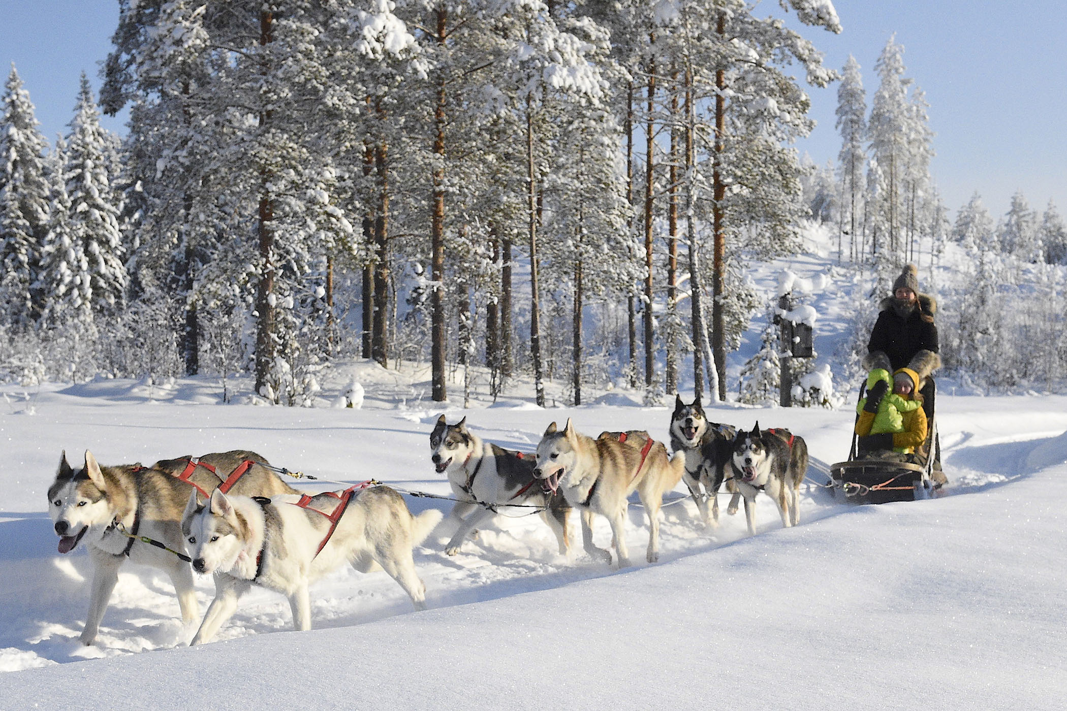 finland tahko familie på hundeslaede