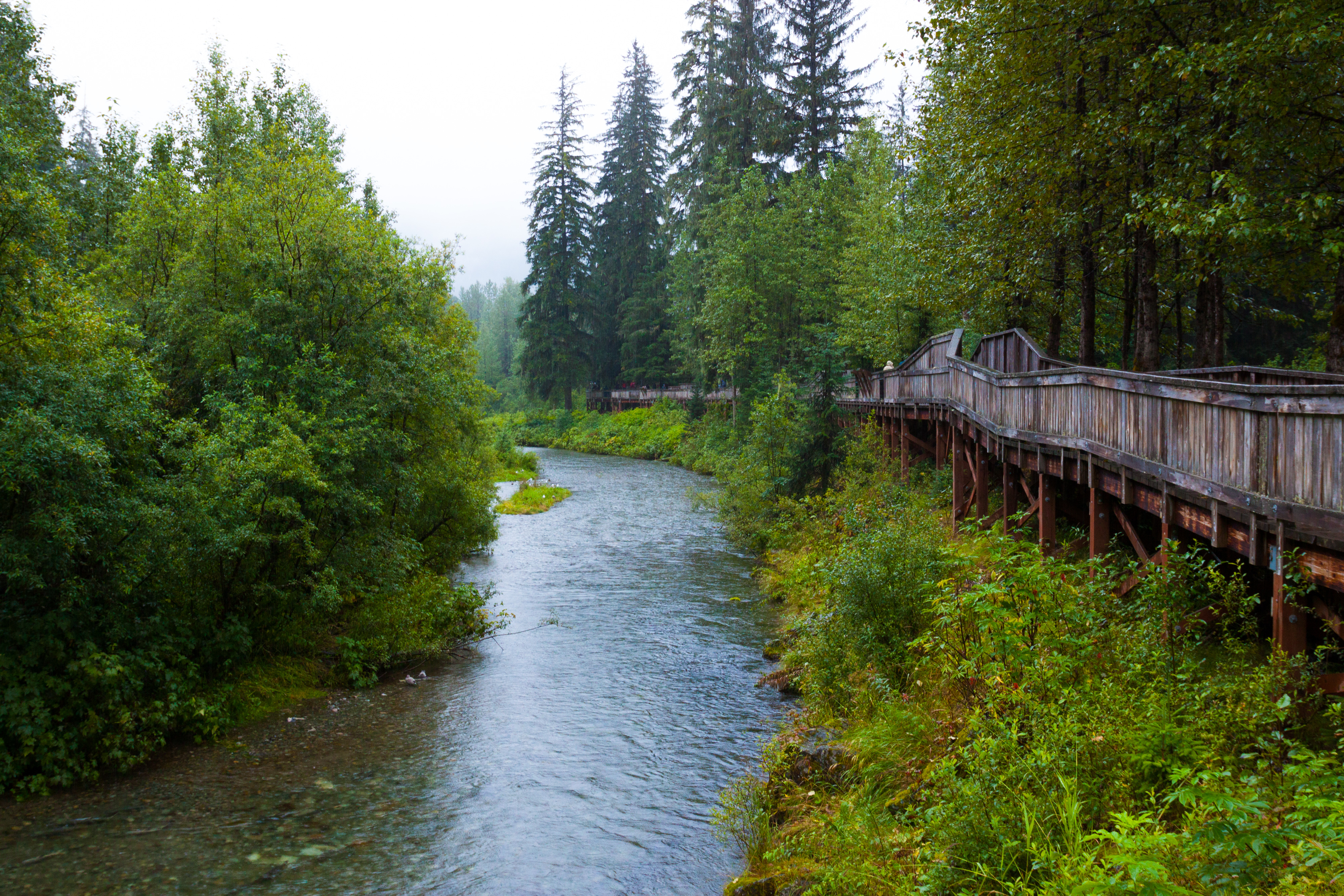 Fredelig træbro langs Fish Creek i Hyder, Alaska, omgivet af tæt grøn skov og let tåge