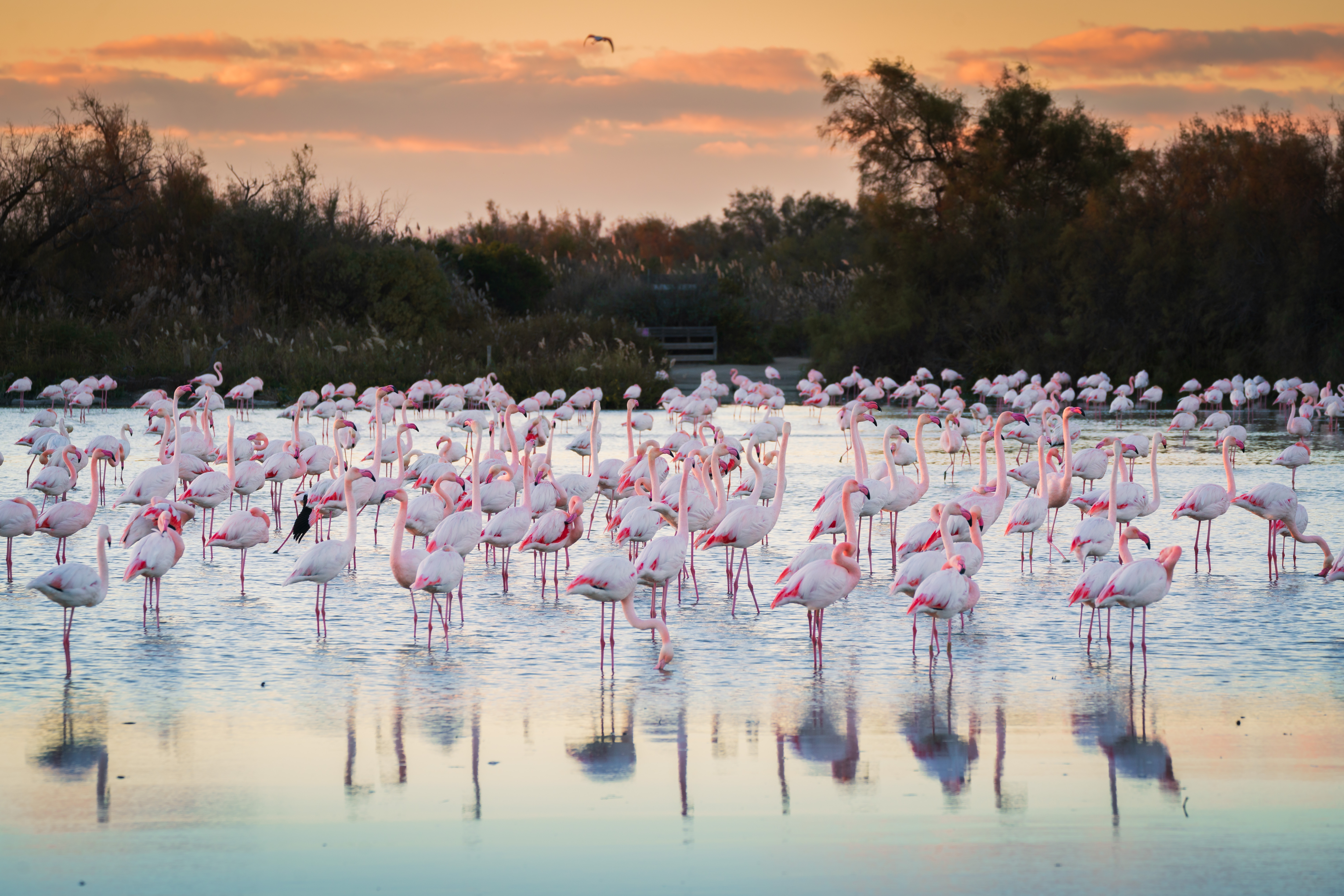 Smuk flok vilde flamingoer i Camargues naturreservat i Provence, Frankrig, fotograferet ved solnedgang
