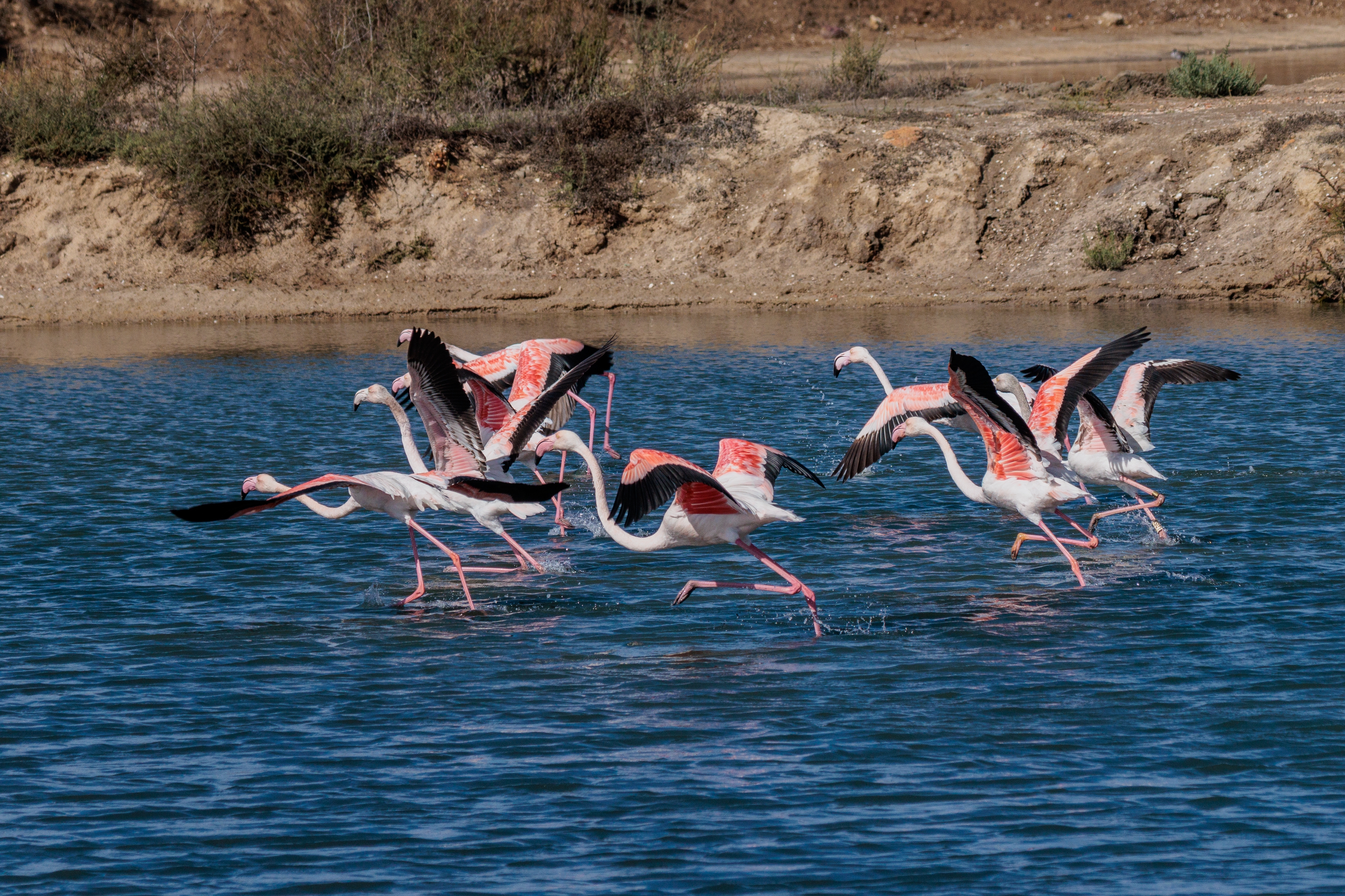 Rosenflamingoer letter elegant fra lagunen ved Praia dos Salgados i Algarve, Portugal, omgivet af smuk natur