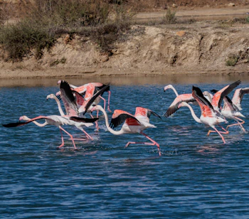 Rosenflamingoer letter elegant fra lagunen ved Praia dos Salgados i Algarve, Portugal, omgivet af smuk natur