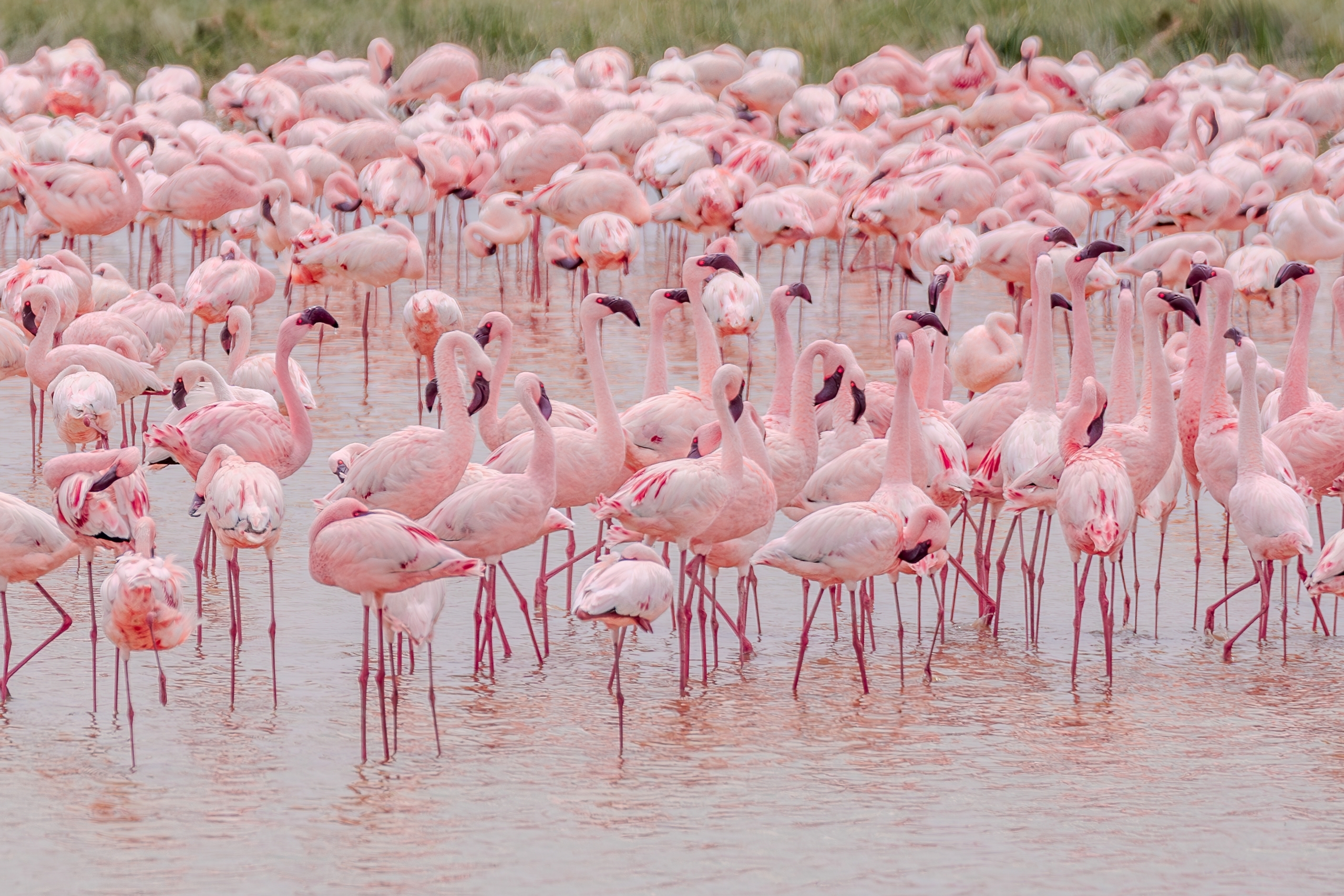 Stor flamingo flok ved Nakuru sø under Kenya safari oplevelse