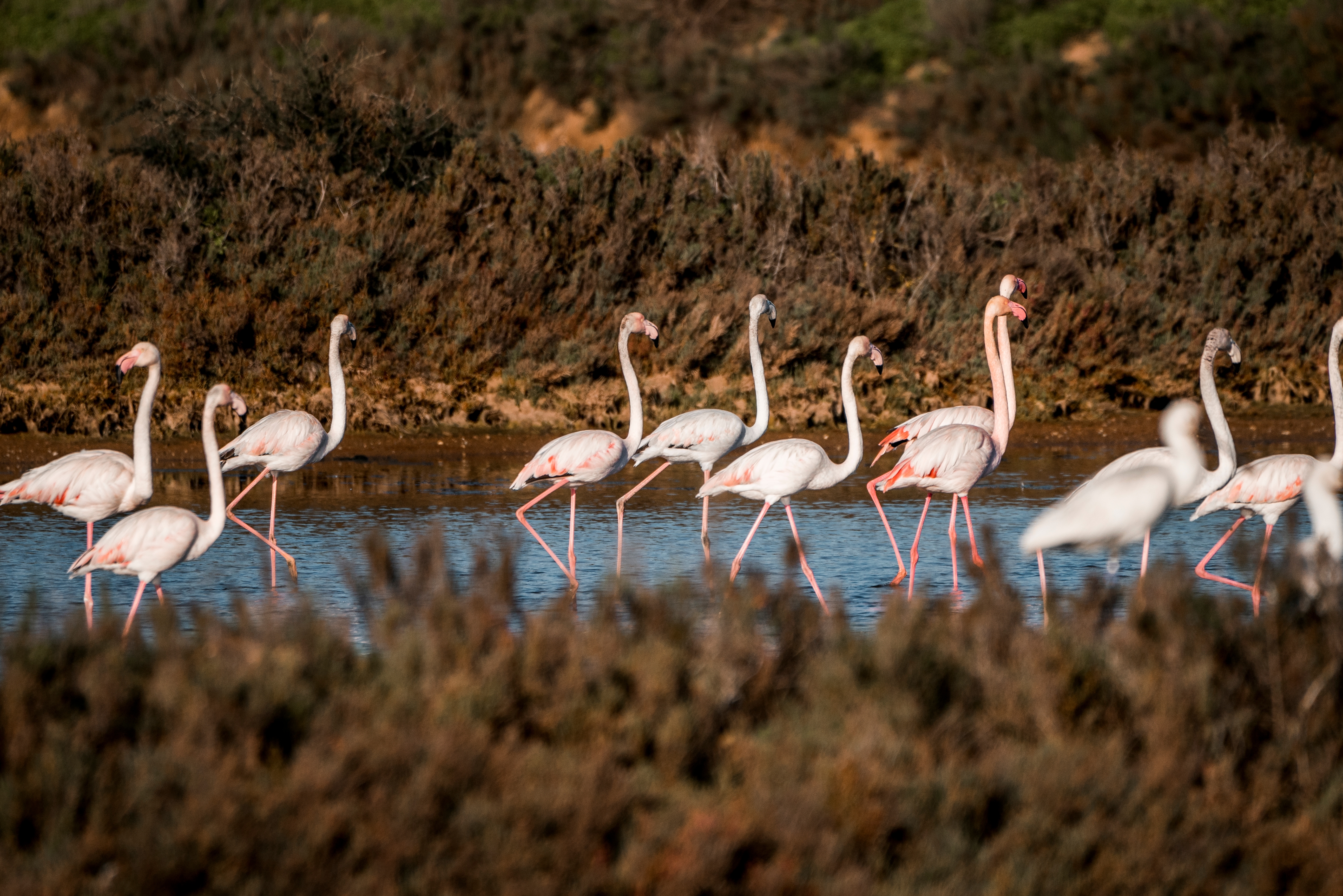 Flamingo safari i Ria Formosa vådområde, Algarve Portugal