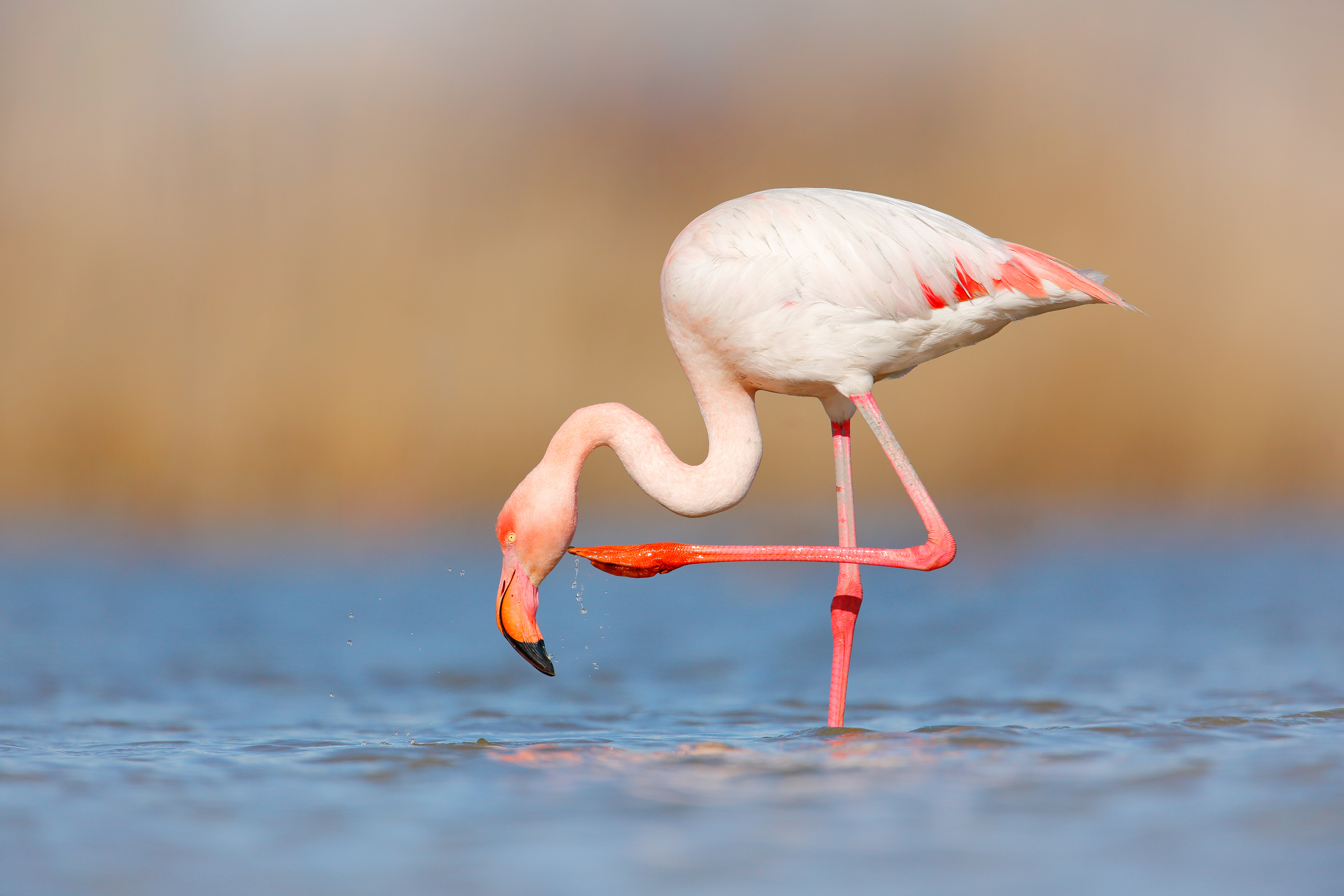 Elegant flamingo som æder i roligt vand med karakteristisk bøjet hals