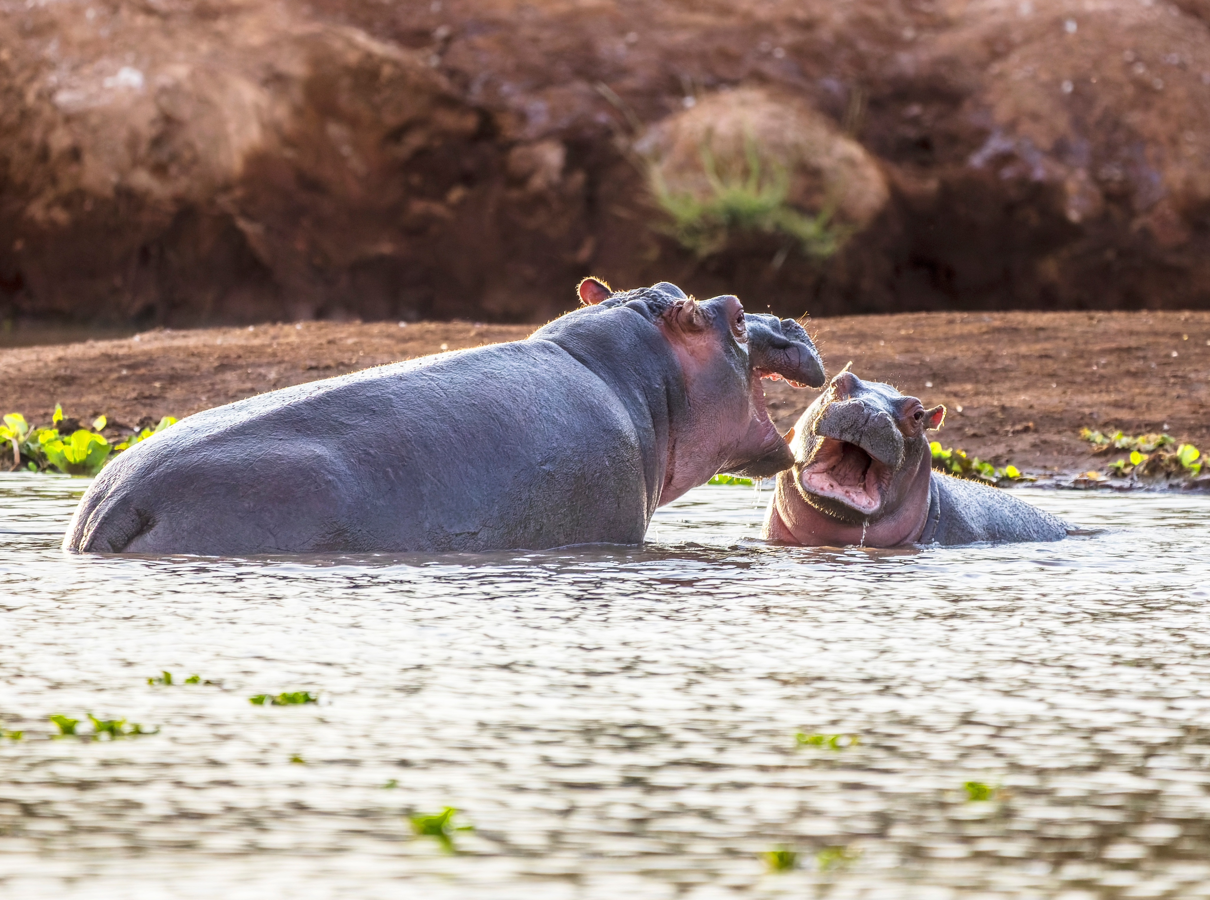 Afrikanske flodheste ved vandhul på safari i Kruger nationalpark
