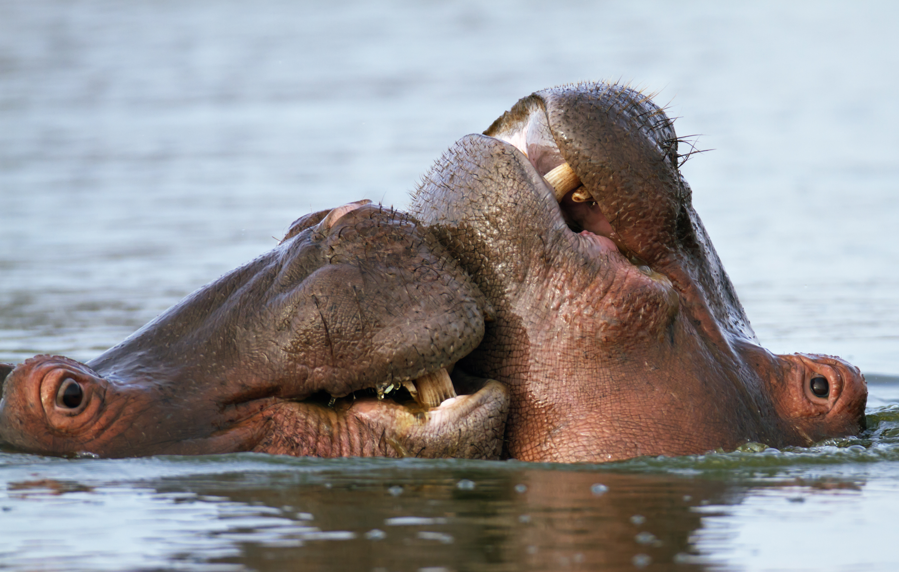 Imponerende nærbillede af to flodheste i vandet der udviser social adfærd i Kruger Nationalpark, Sydafrika