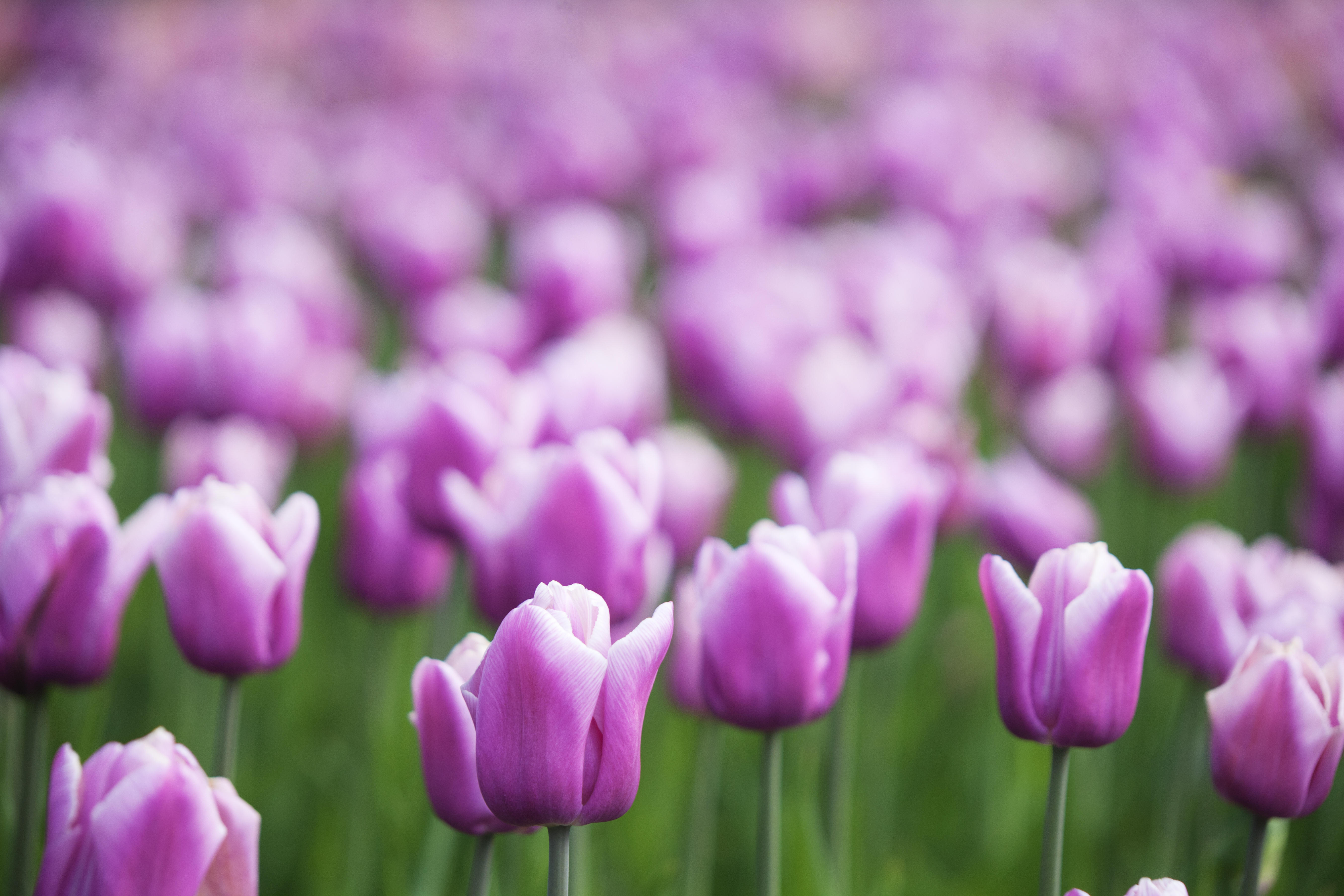 Forårens lilla tulipanblomster i blomstrende have
