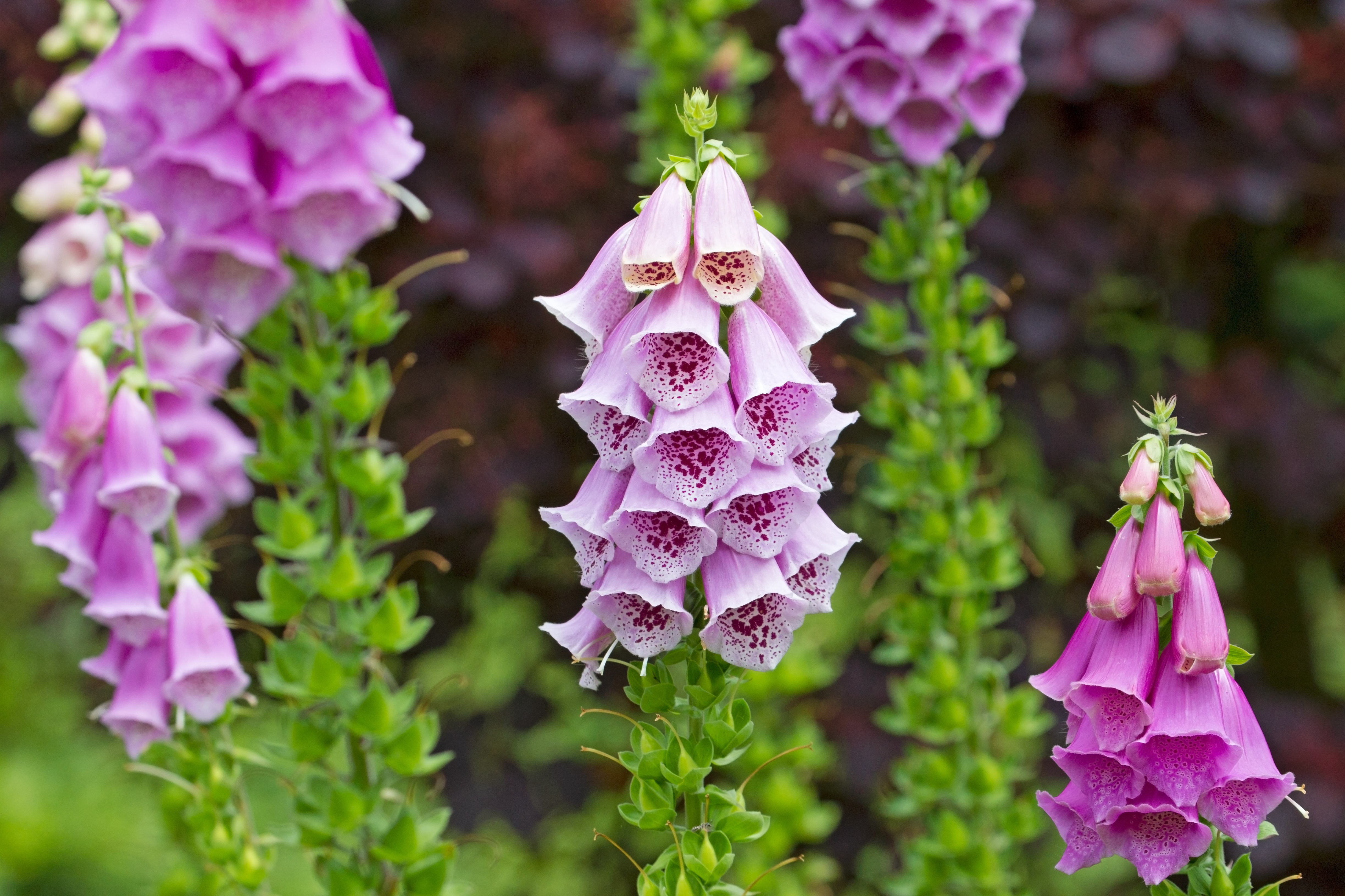Foxglove blomster i idyllisk engelsk landsbyhave