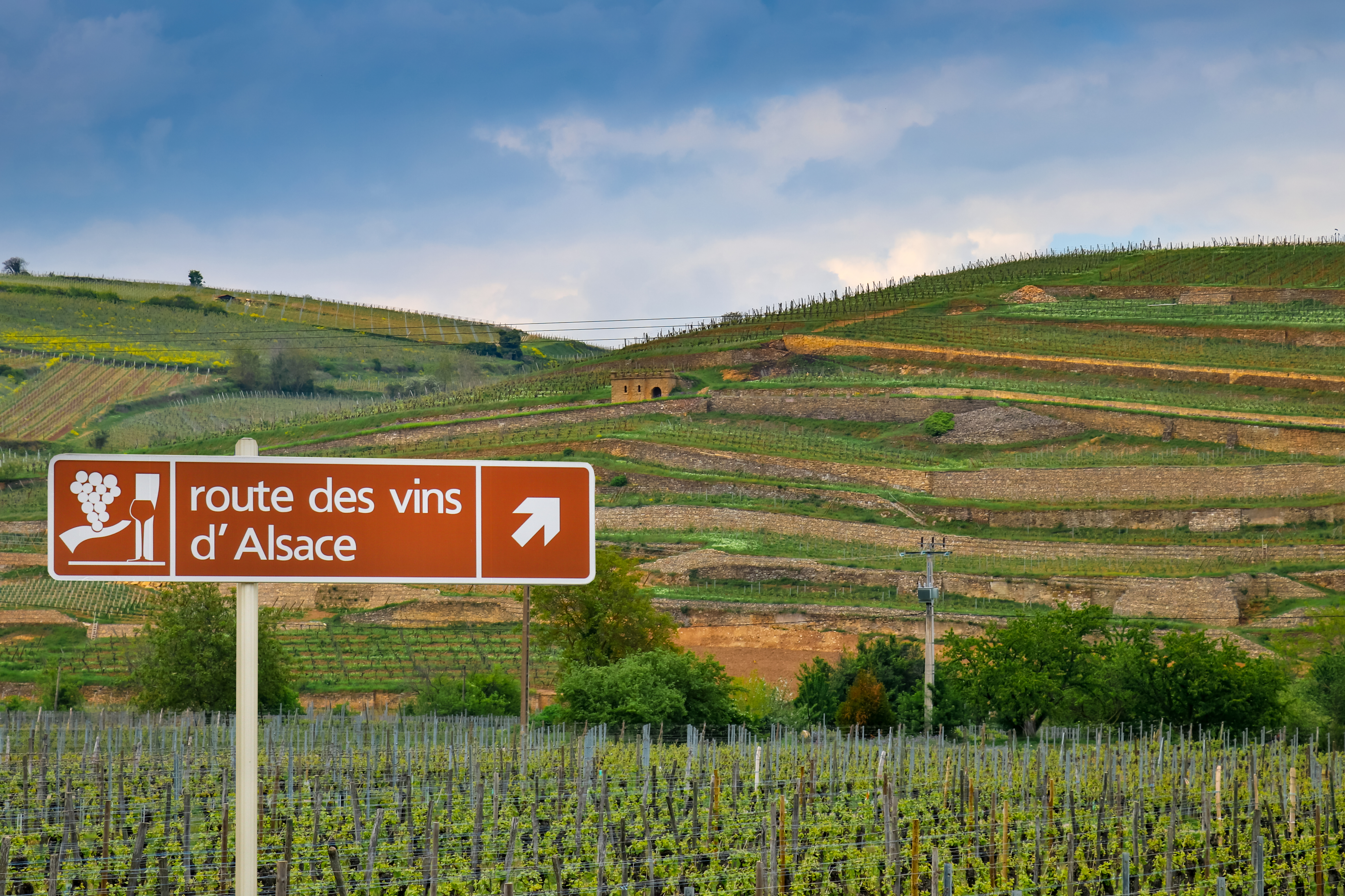 Fransk Alsace vindistrikt med terrasserede marker og vinrute skiltning