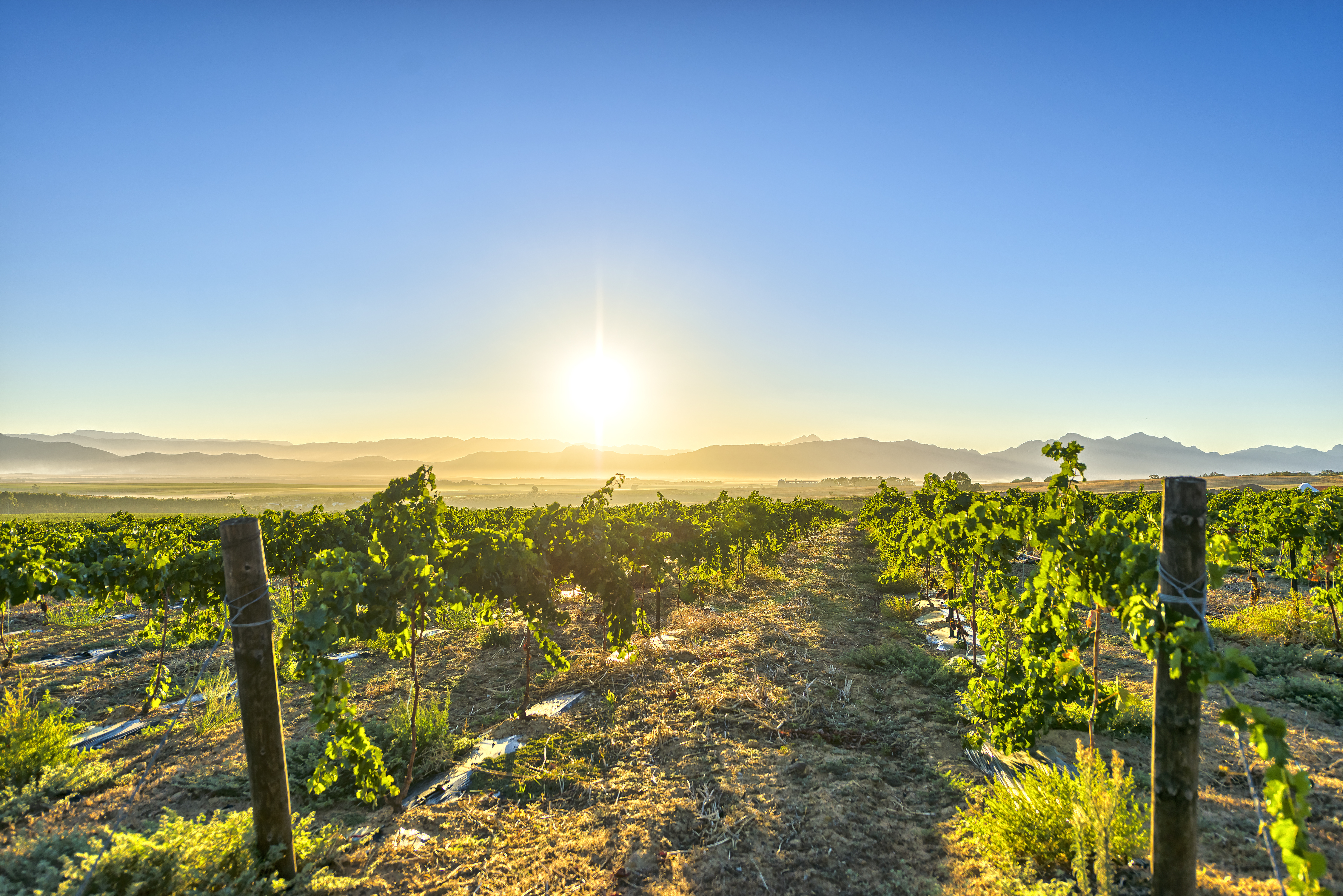 Sydafrikansk vingaard i Franschhoek ved solnedgang med bjergpanorama
