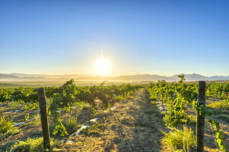 Sydafrikansk vingaard i Franschhoek ved solnedgang med bjergpanorama