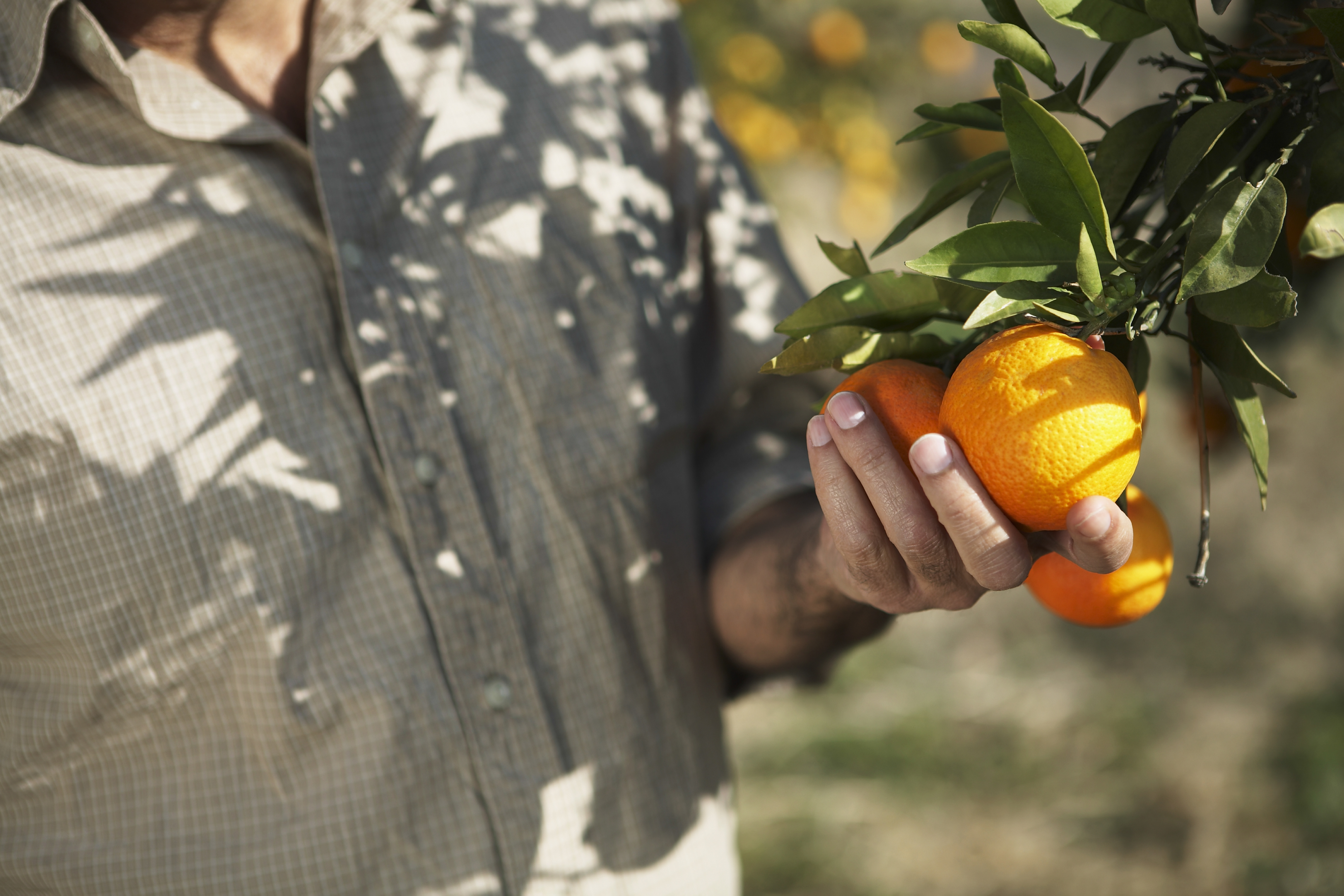 Nærfoto af hænder der høster modne appelsiner fra citrus-træ i Spanien