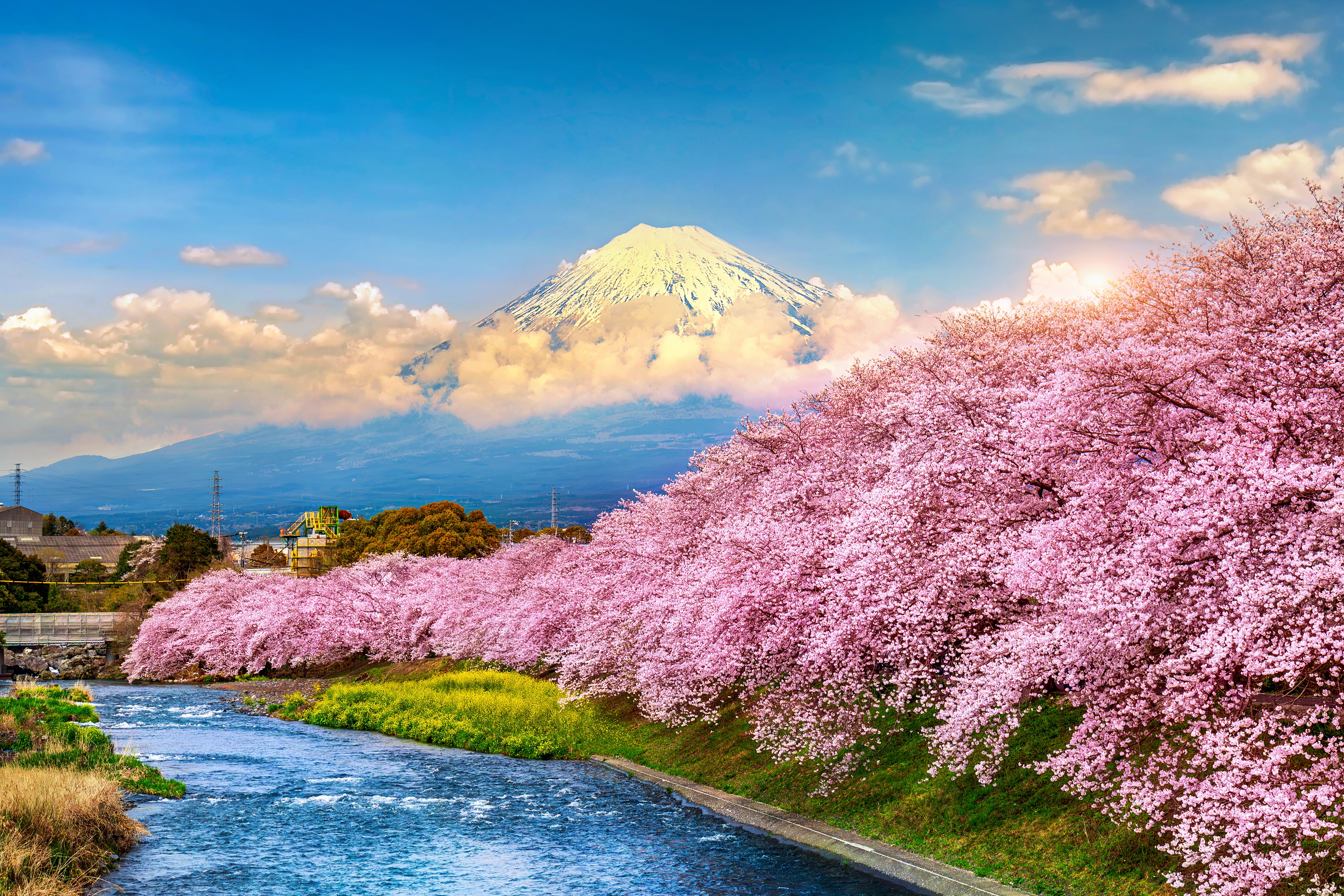 Fujisan med blomstrende kirsebærtræer ved solnedgang i Shizuoka-regionen - Japans mest ikoniske landskab under sakura-sæsonen