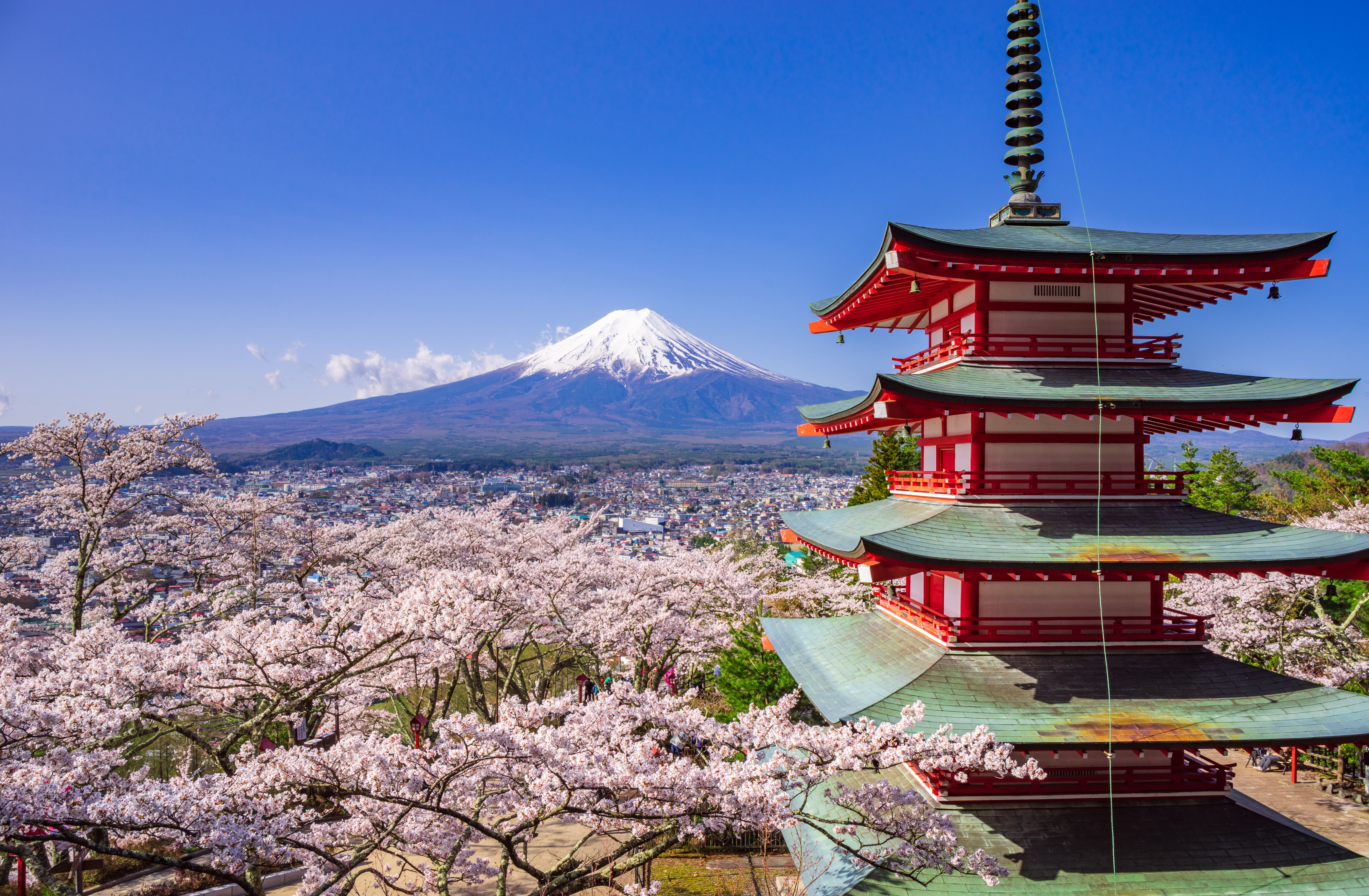 Smuk udsigt over den røde Chureito-pagode med kirsebærblomster i forgrunden og det sneklædte Mount Fuji i baggrunden i Japan