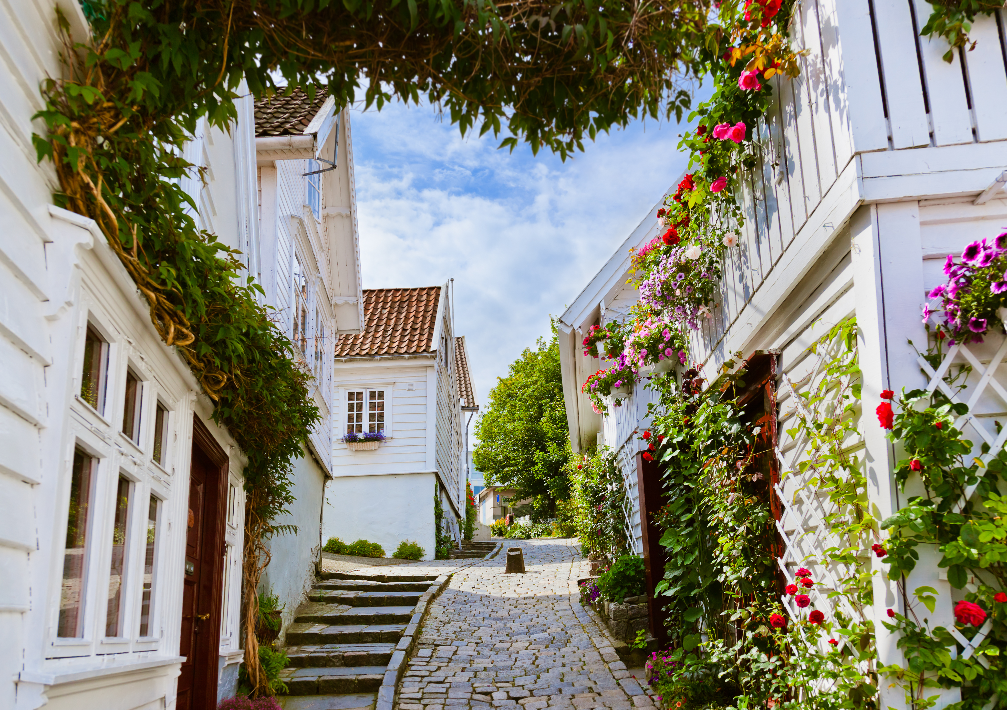 Pittoresk gade i Gamle Stavanger med karakteristiske hvide træhuse og brostensbelægning, hvor blomsterkasser og grønne detaljer skaber en indbydende stemning i det historiske norske kvarter