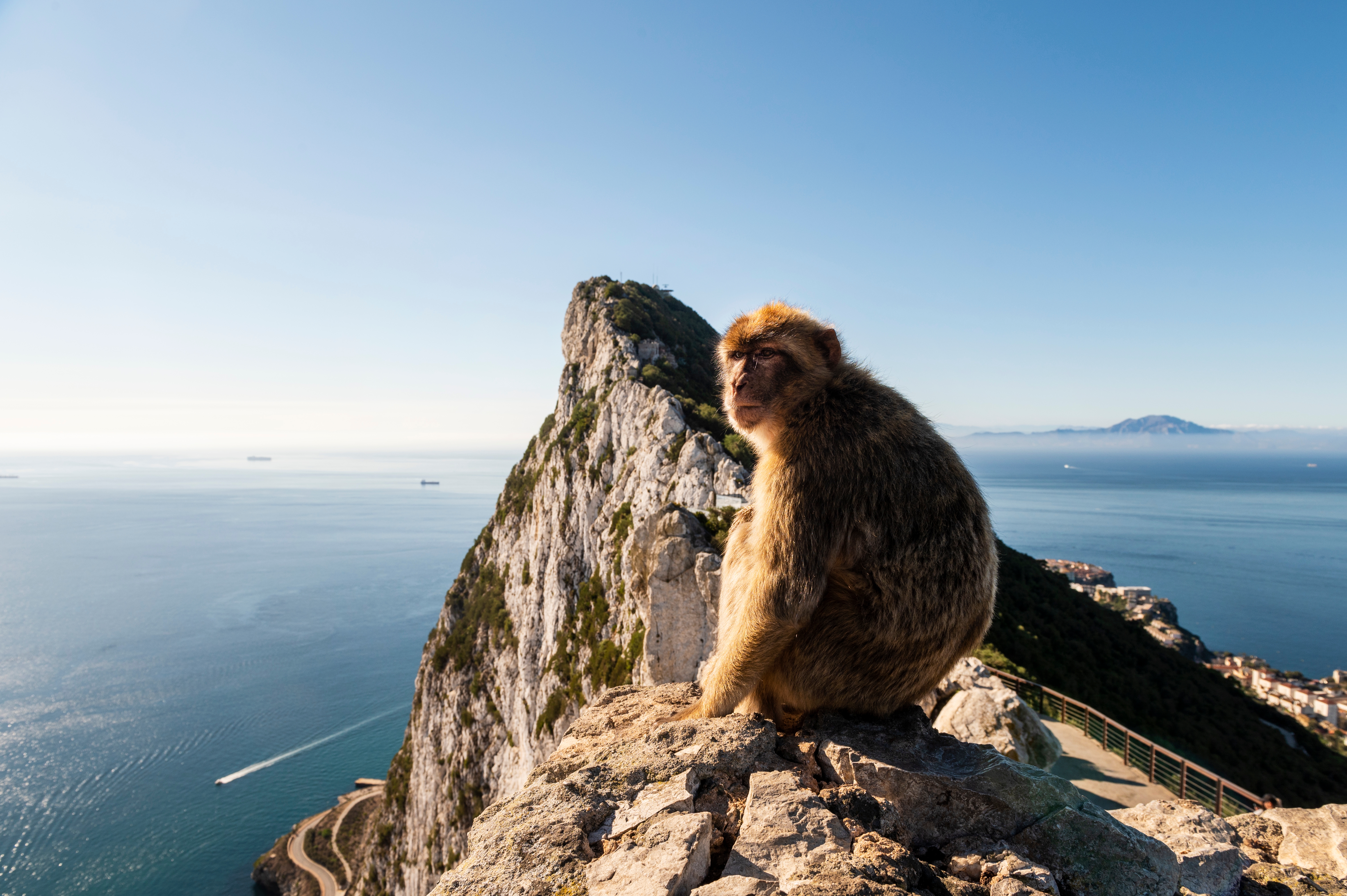 Gibraltar-abe sidder på klippe med panoramaudsigt over Middelhavet