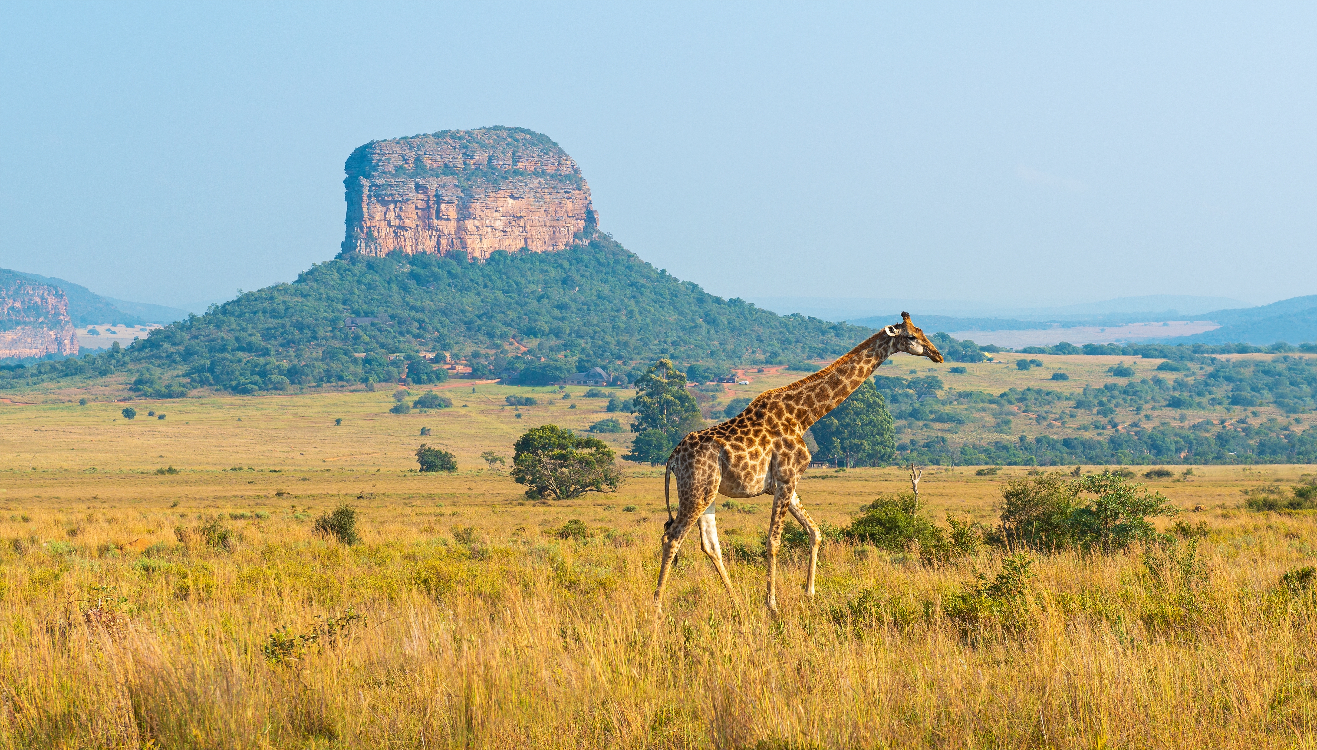 Majestætisk giraf på den afrikanske savanne med spektakulære bjerge som baggrund under wildlife safari