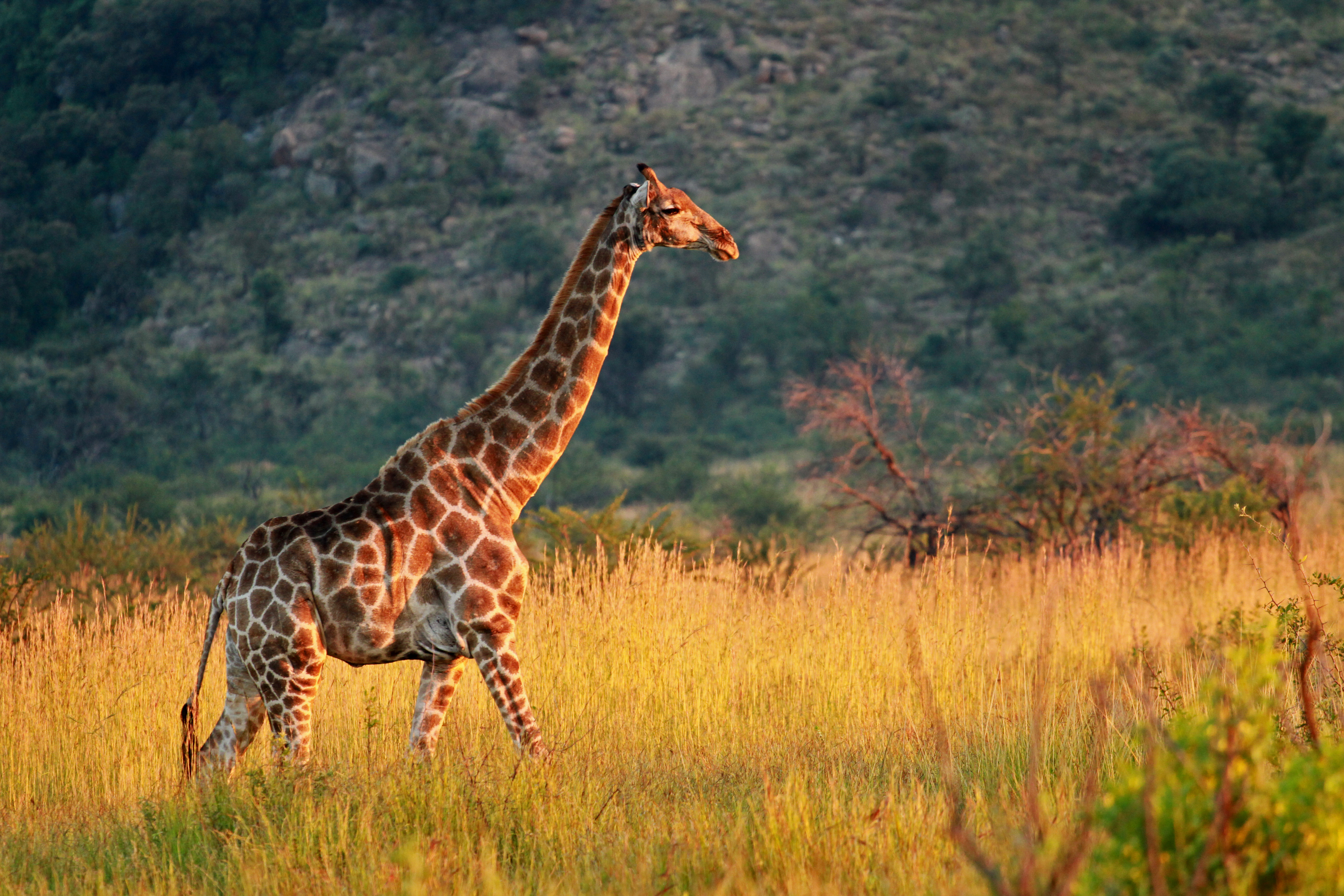Elegant giraffe på afrikansk safari - oplev eksotiske dyr på eventyrrejse