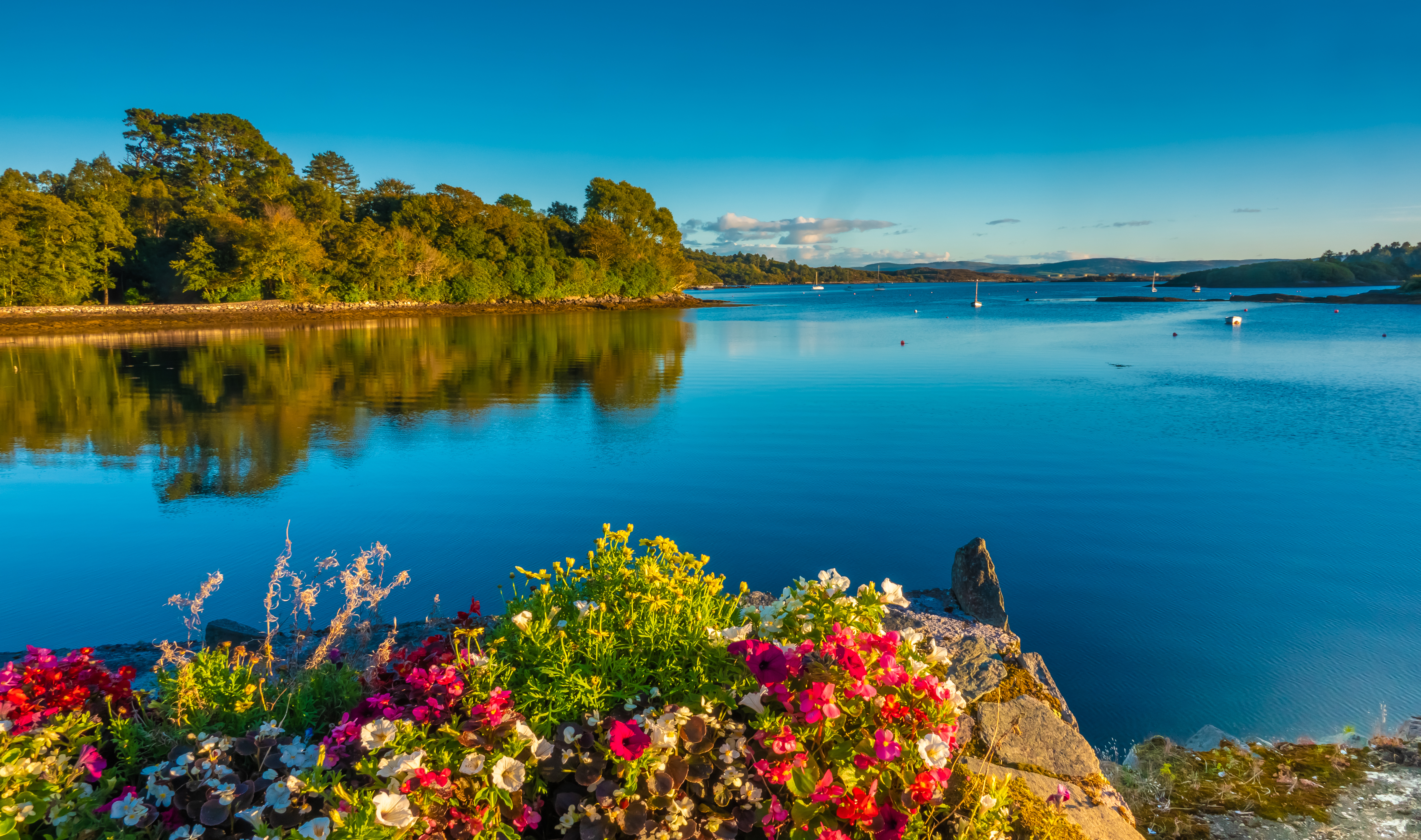 Fredelig og uberørt Glengarriff Bay på Ring of Beara i Irland omgivet af frodige skove og smukke vilde blomster