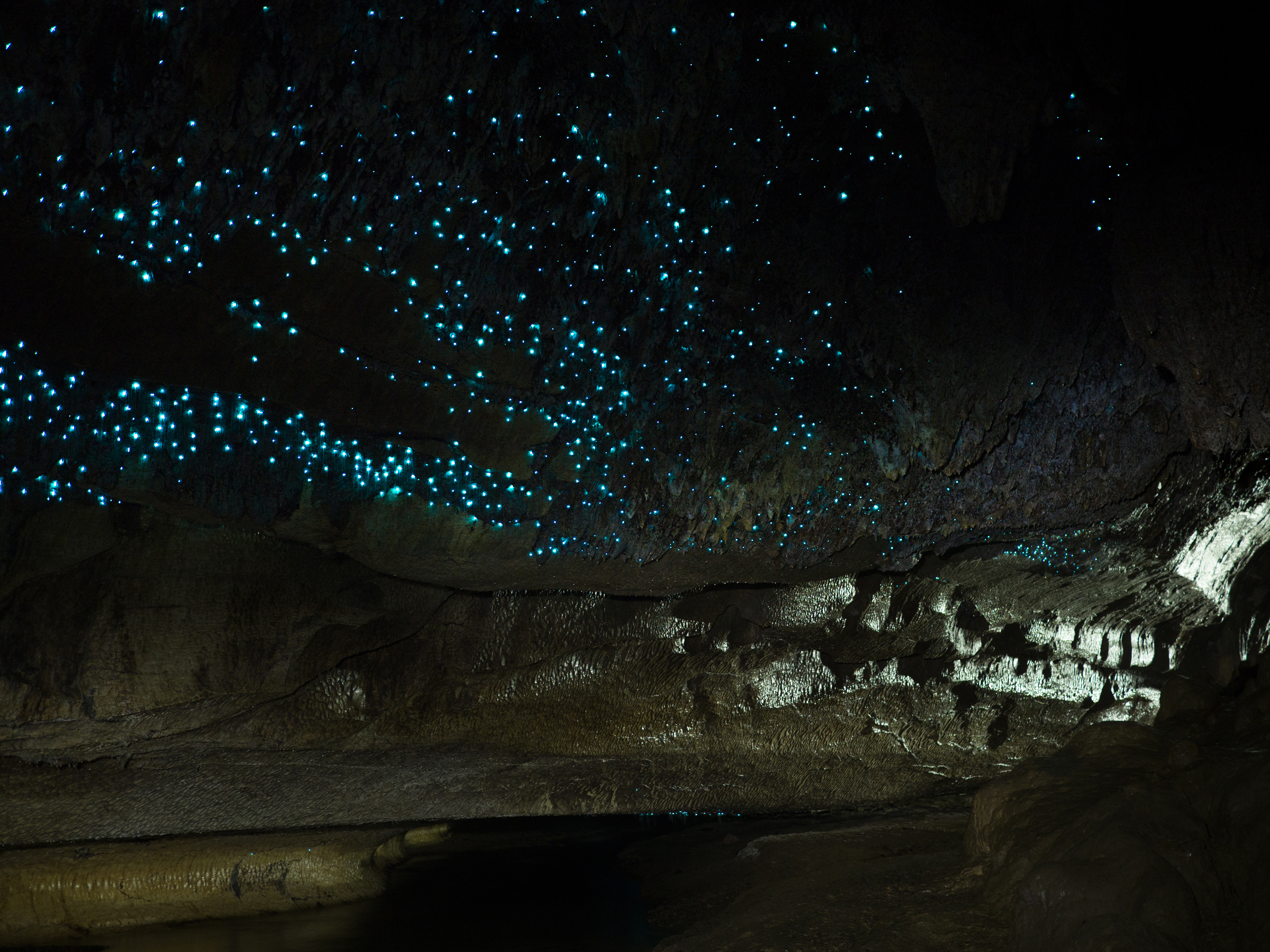 Naturens eget stjernetæppe – tusinder af lysende glow worms i Waipu Caves på New Zealands Nordø lyser op i smukt blåt lys
