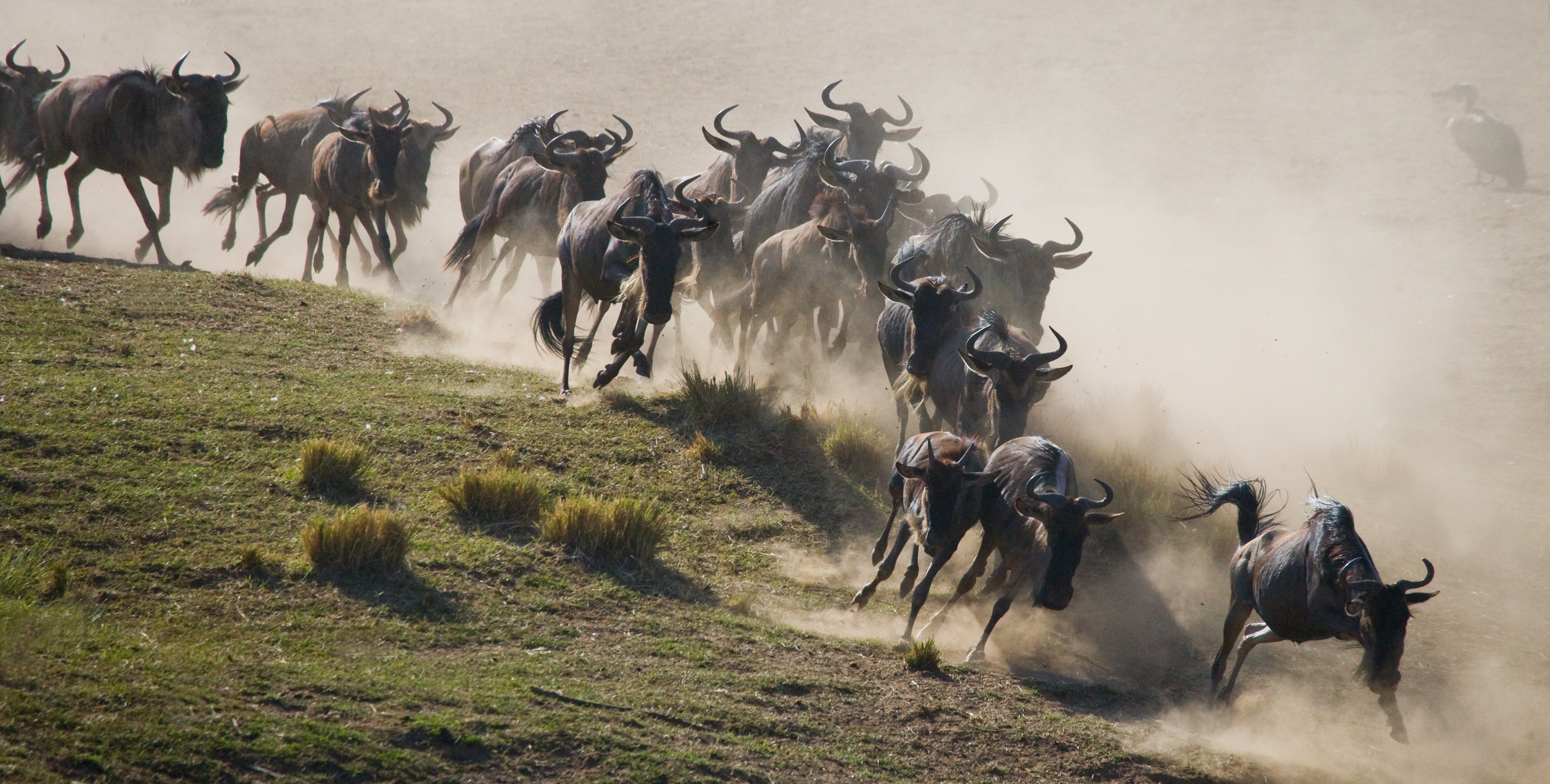 Imponerende flok af gnus galopperer hen over støvet savanne under migrationen i Maasai Mara